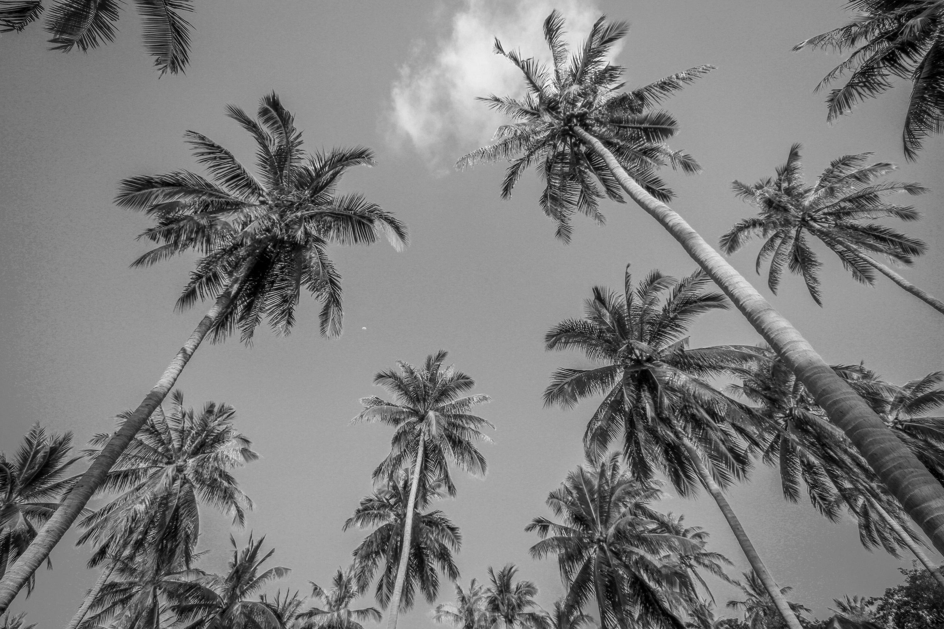Palm Springs Noir (Book Notes)