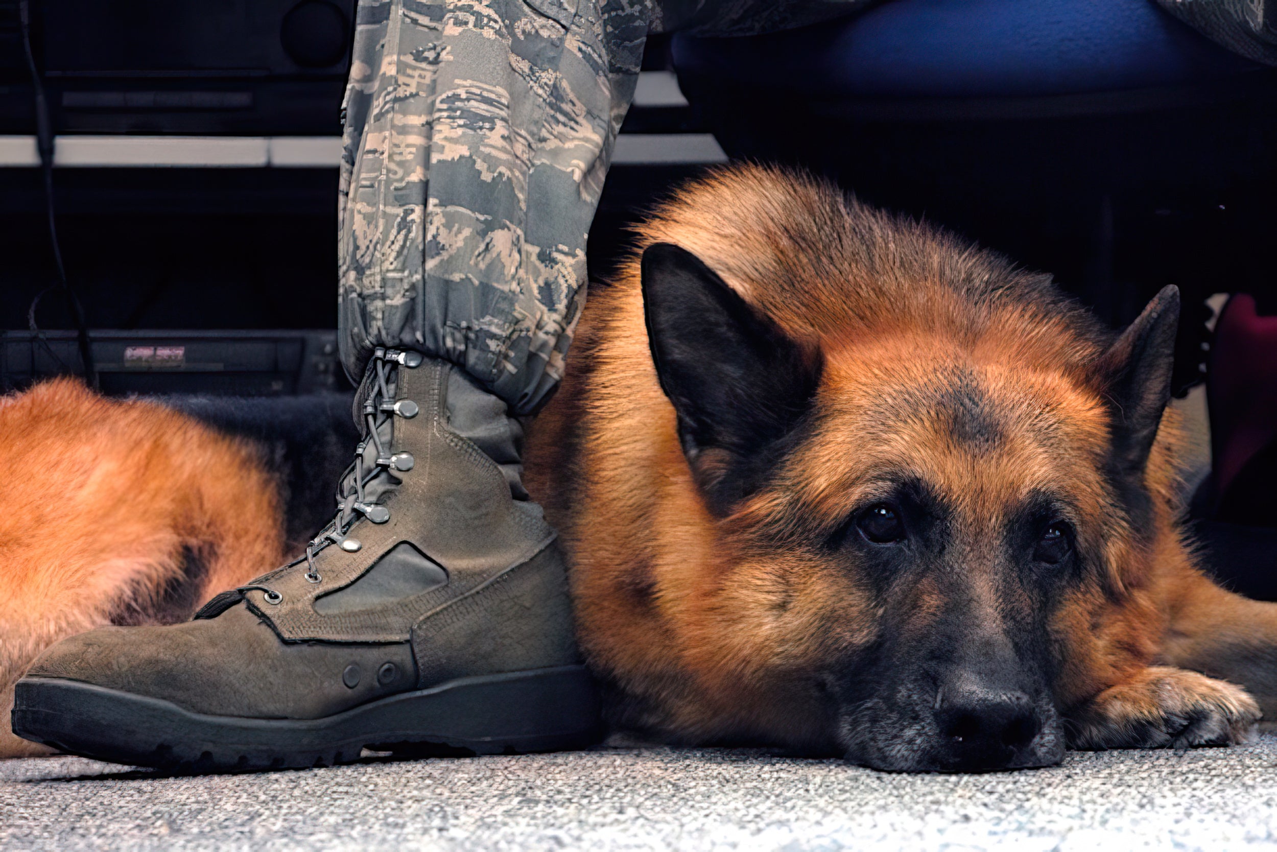 Podcast: A Conversation with Devil Dogs Charity Partner Canines for Veterans - Image of dog with military veteran