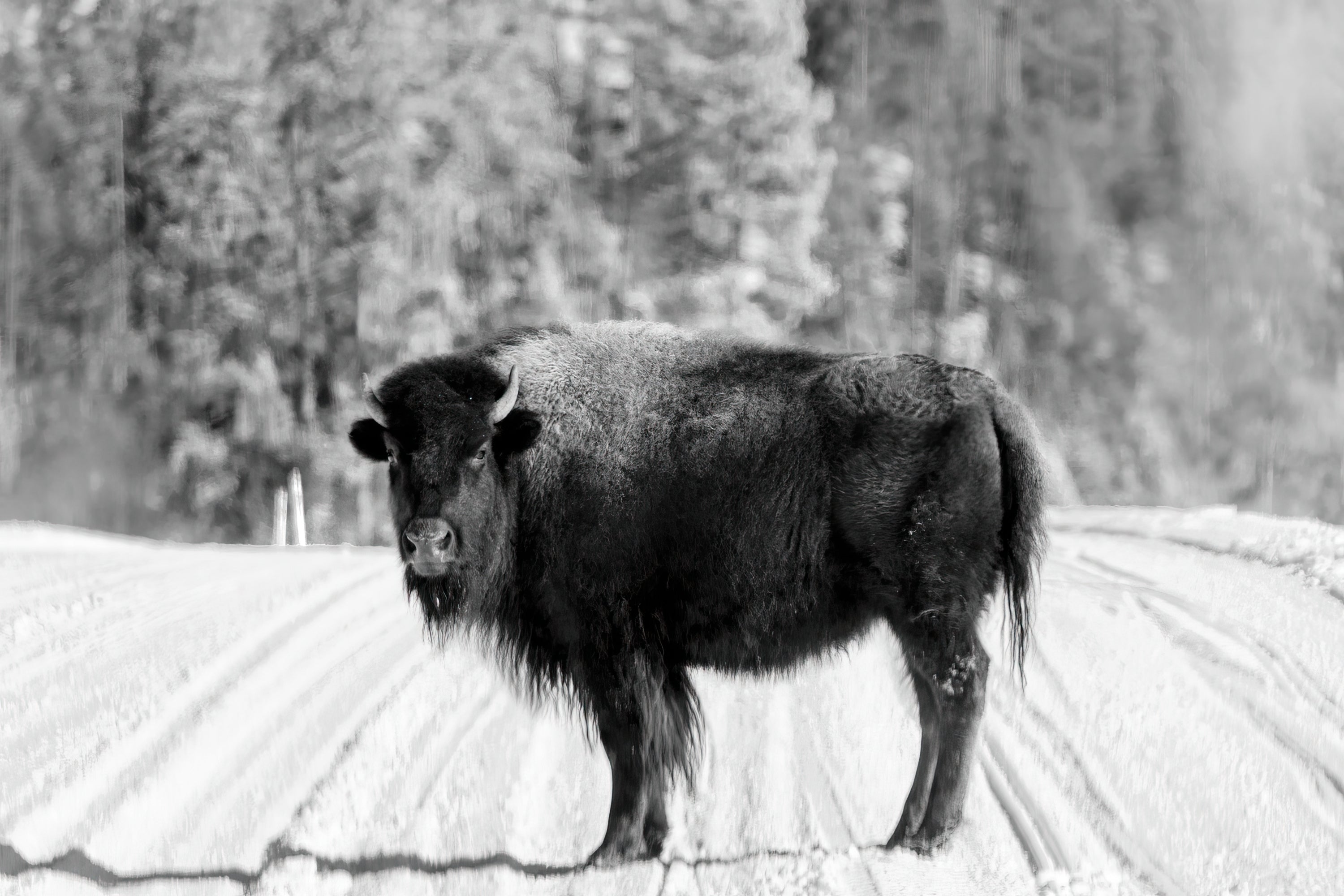 Yellowstone Bison (Photography)