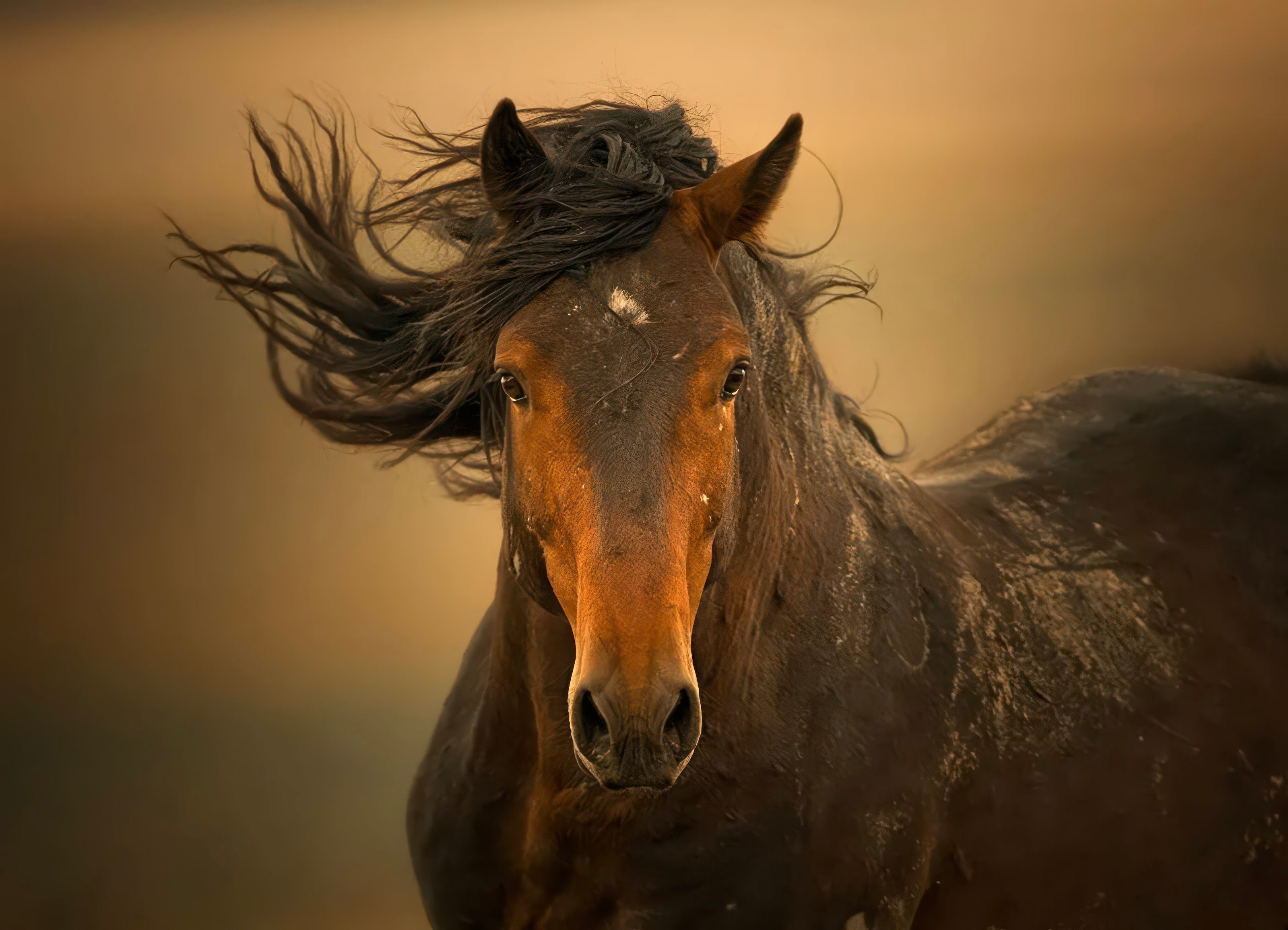 5 Horse Themed Movie Scripts Worth Reading