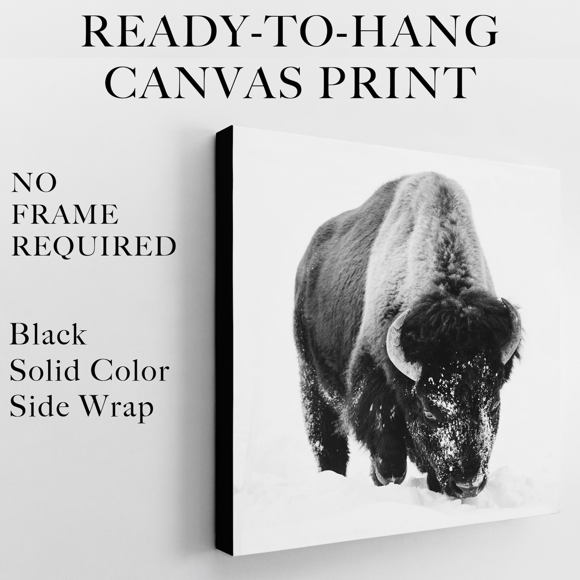 American Bison in the Winter Snow: Lone Buffalo - Black & White Photo Art Print