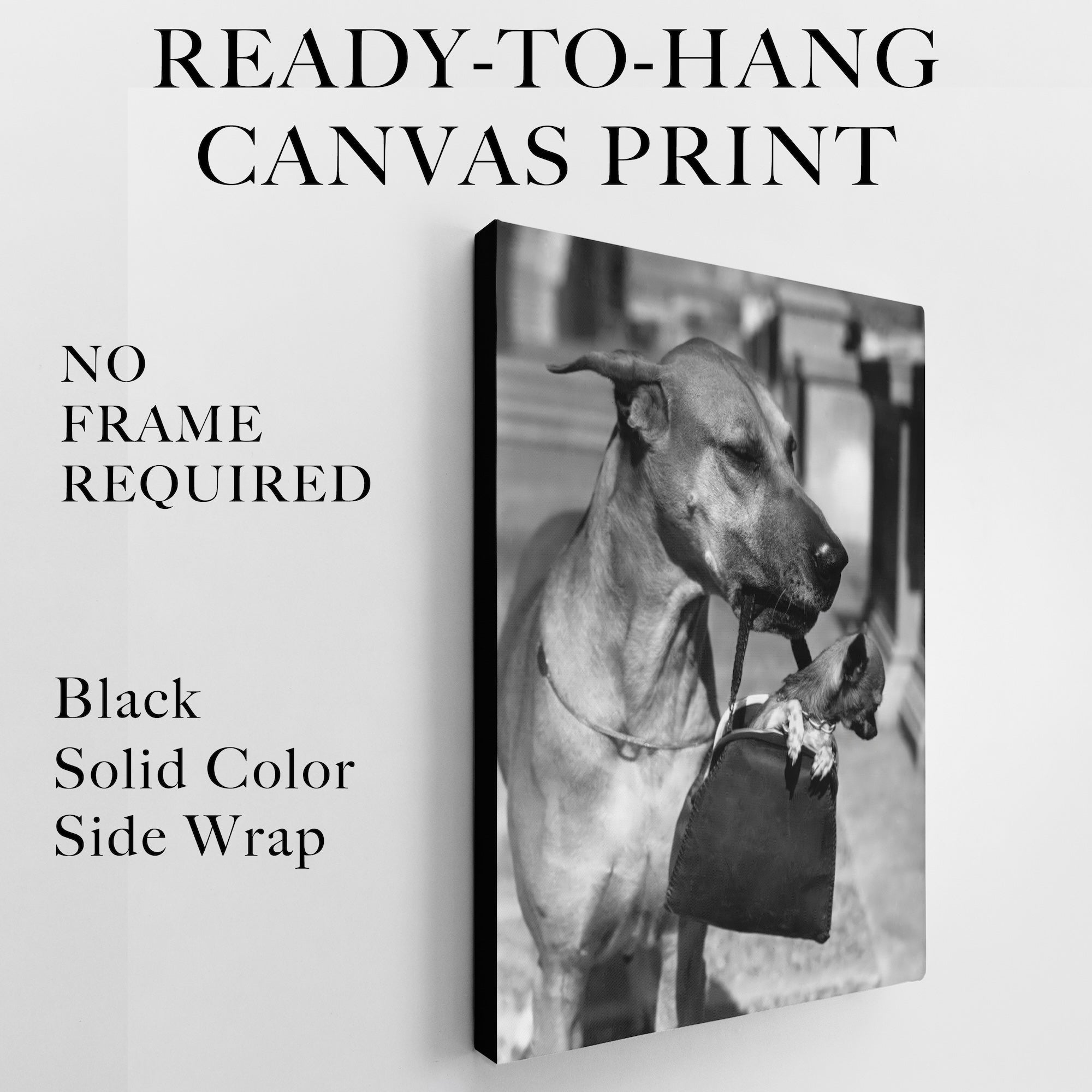 Great Dane and a Tiny Chihuahua Dog in a Purse - Funny Vintage Black & White Photograph (Art Print)