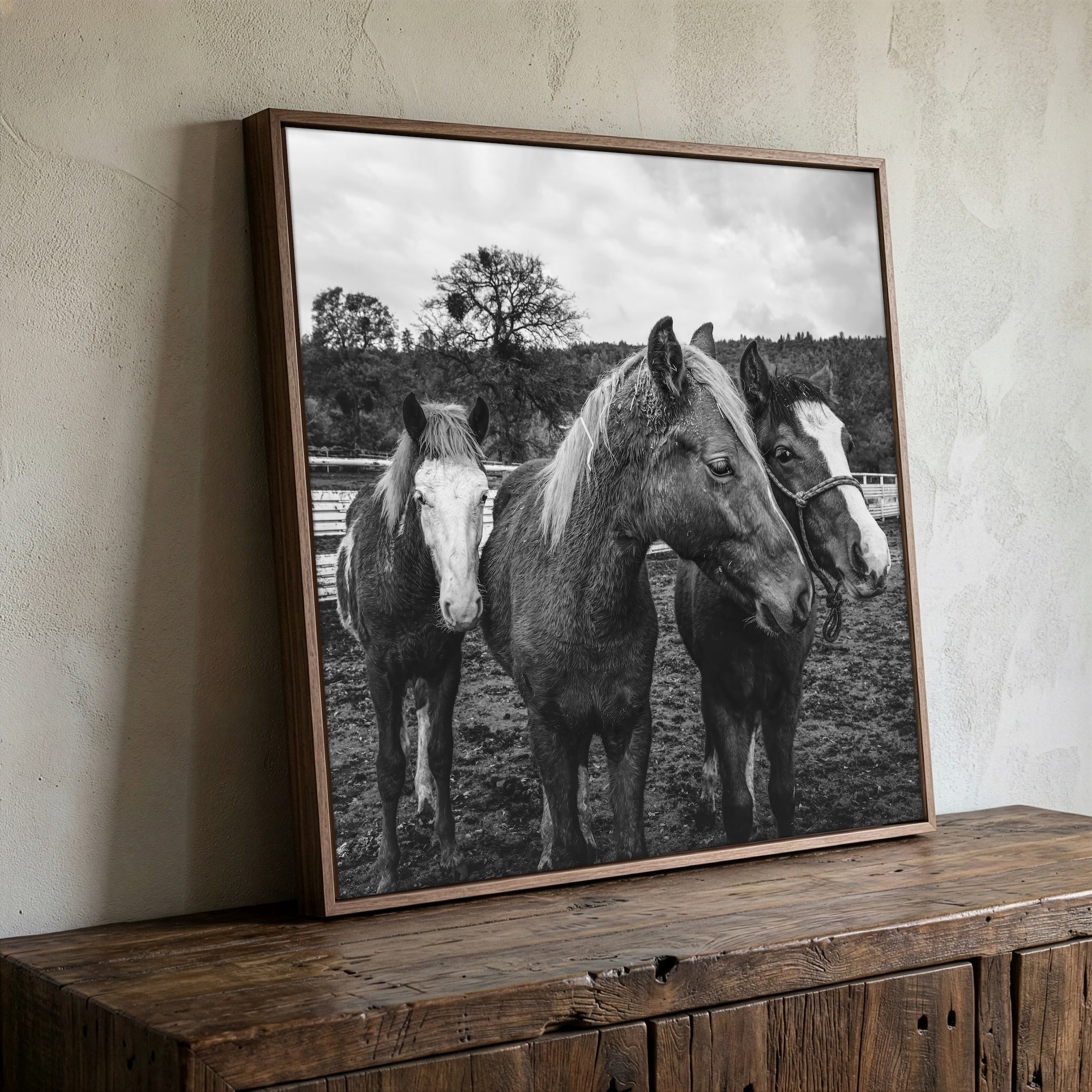 Corral Horses: Western Black & White Photograph (Art Print)