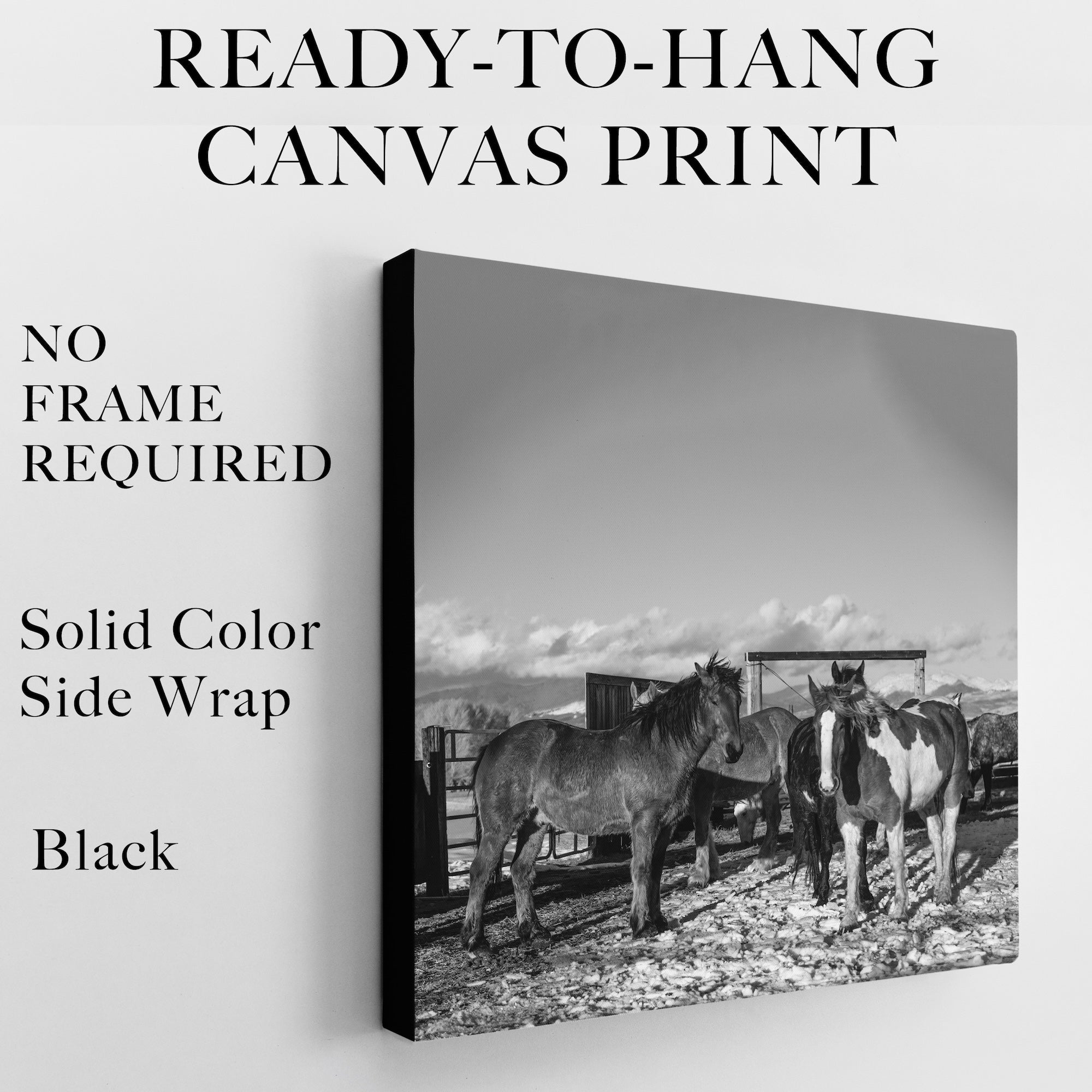 Corral Horses II: Western Black & White Photograph (Ready-to-Hang Canvas or Ready-to-Frame Fine Art Poster Print)
