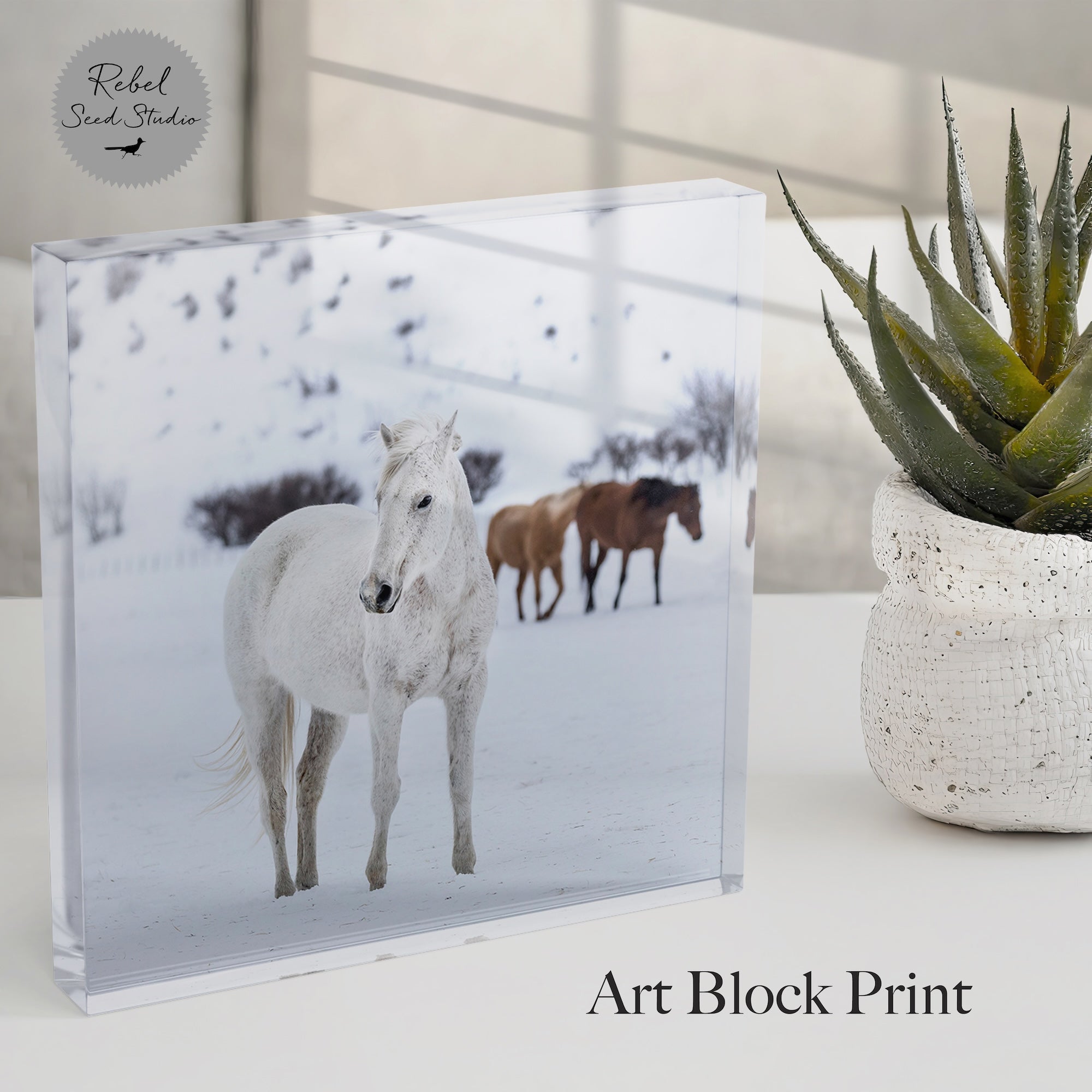 Curious Snow Horse | Western Photograph (Art Print)