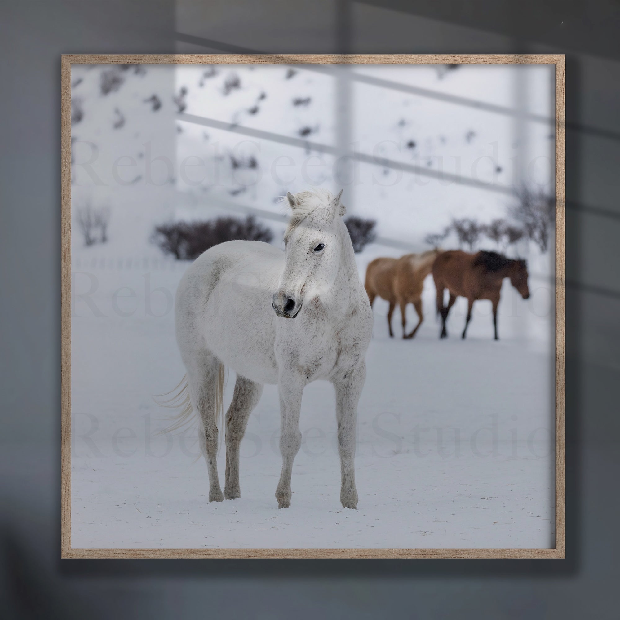 Curious Snow Horse: Whimsical Western Photograph (Art Print)