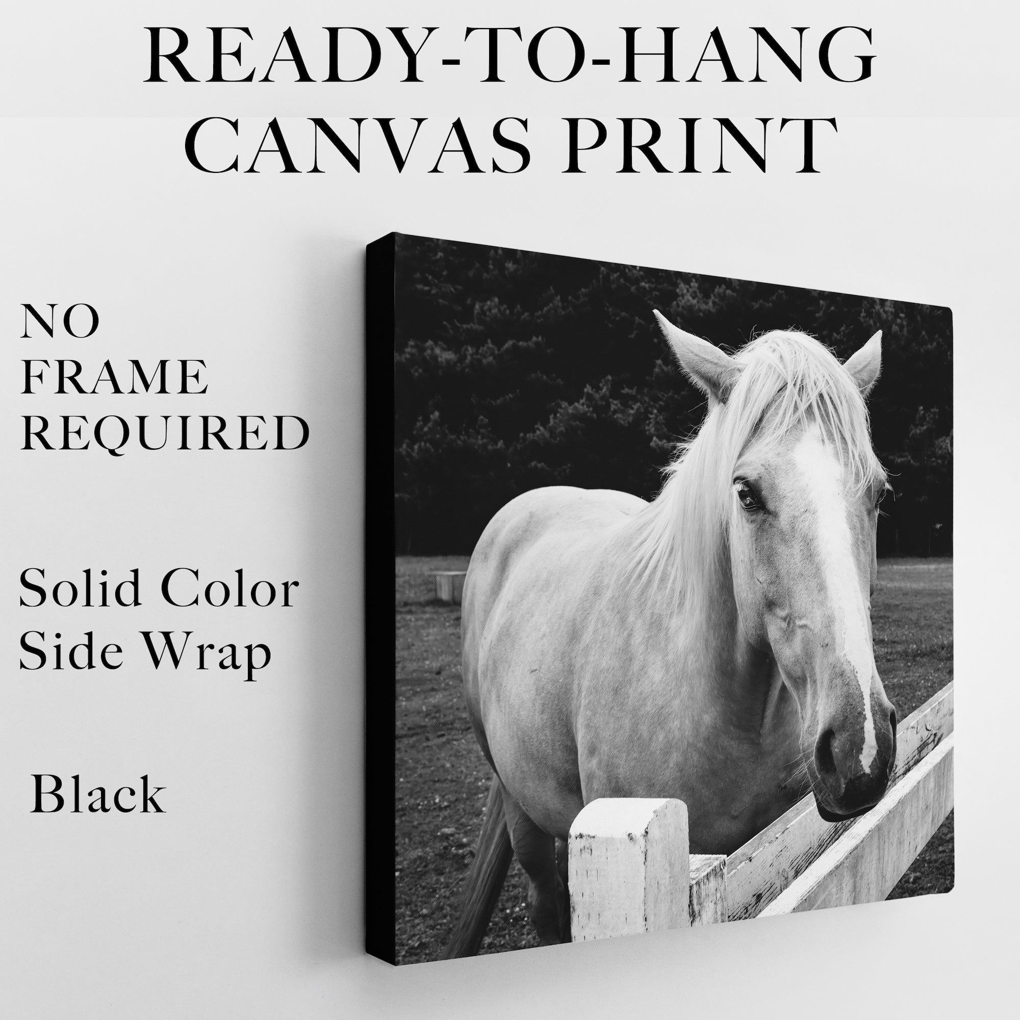Timid Palomino Horse: Western Black & White Photograph (Ready-to-Hang Canvas or Ready-to-Frame Fine Art Poster Print)