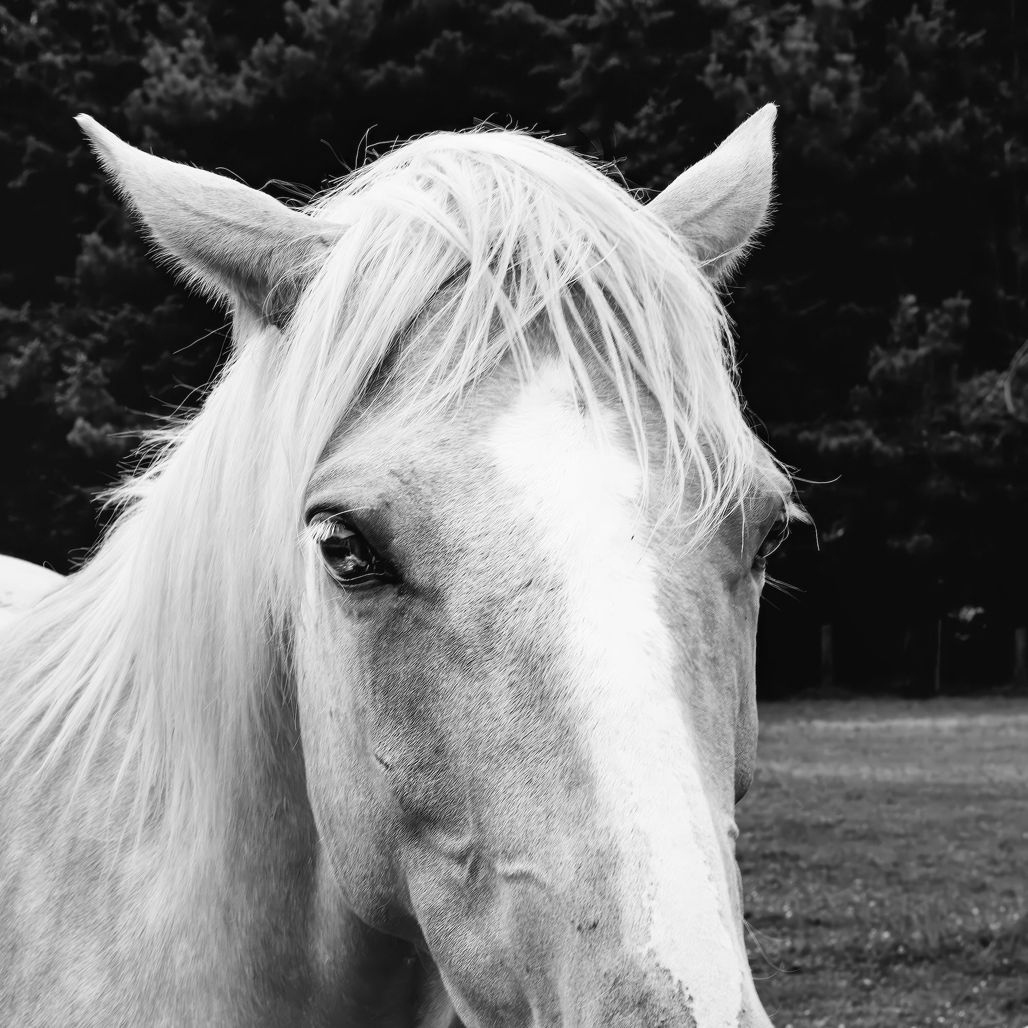 Timid Palomino Horse: Western Black & White Photograph (Art Print)