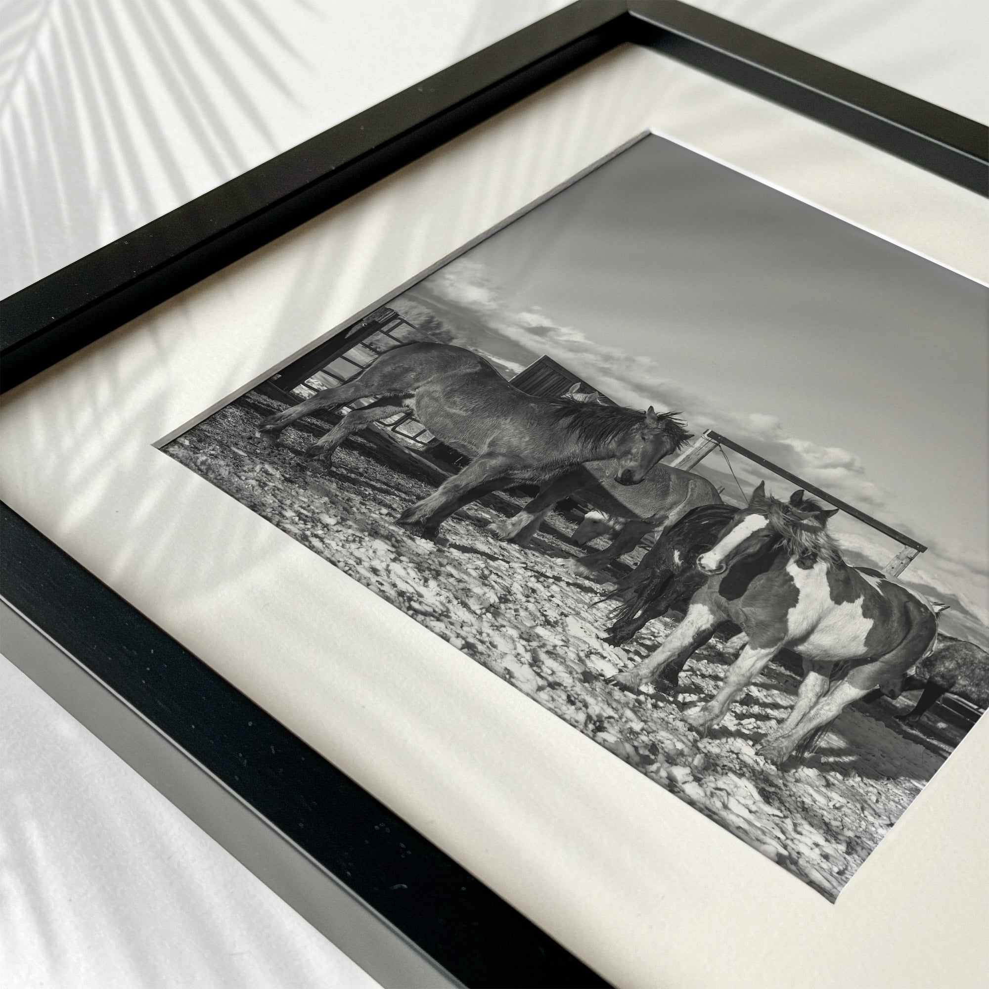 Winter Corral Horses: Western Black & White Photo (Art Print)