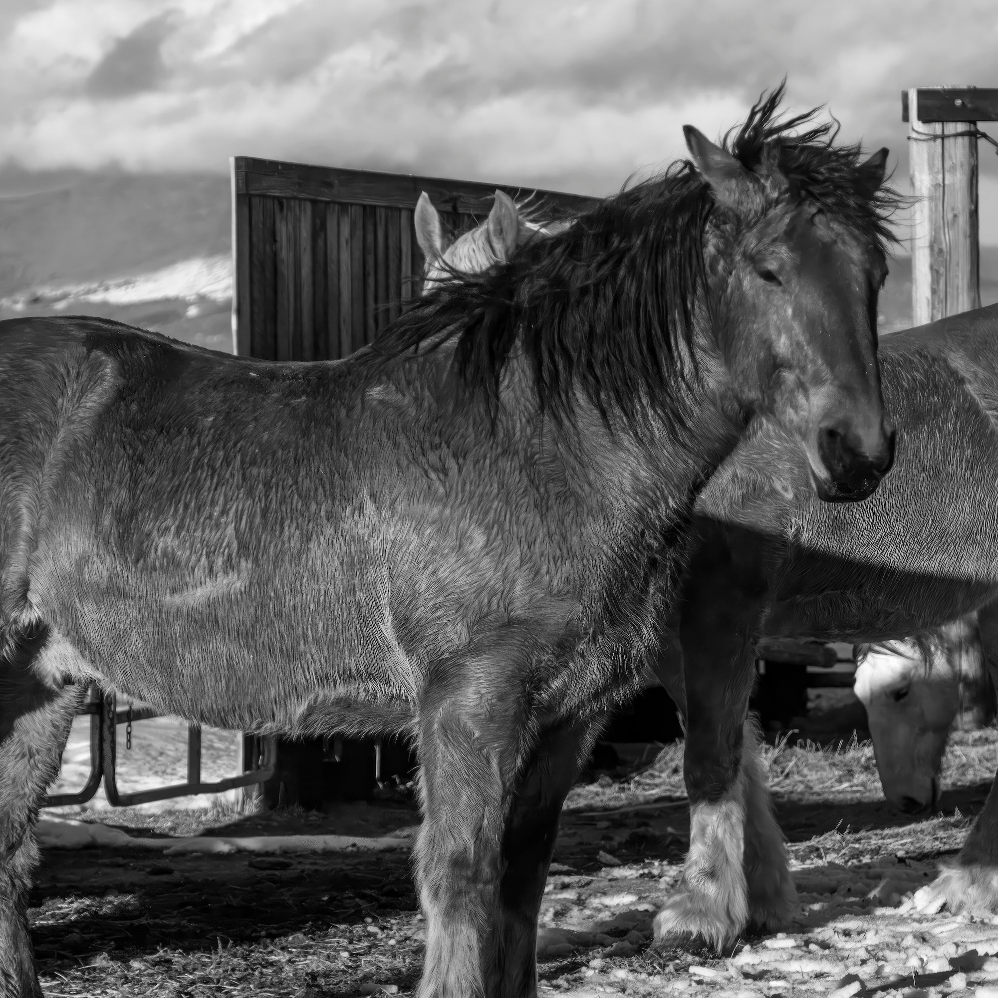 Winter Corral Horses: Western Black & White Photo (Art Print)