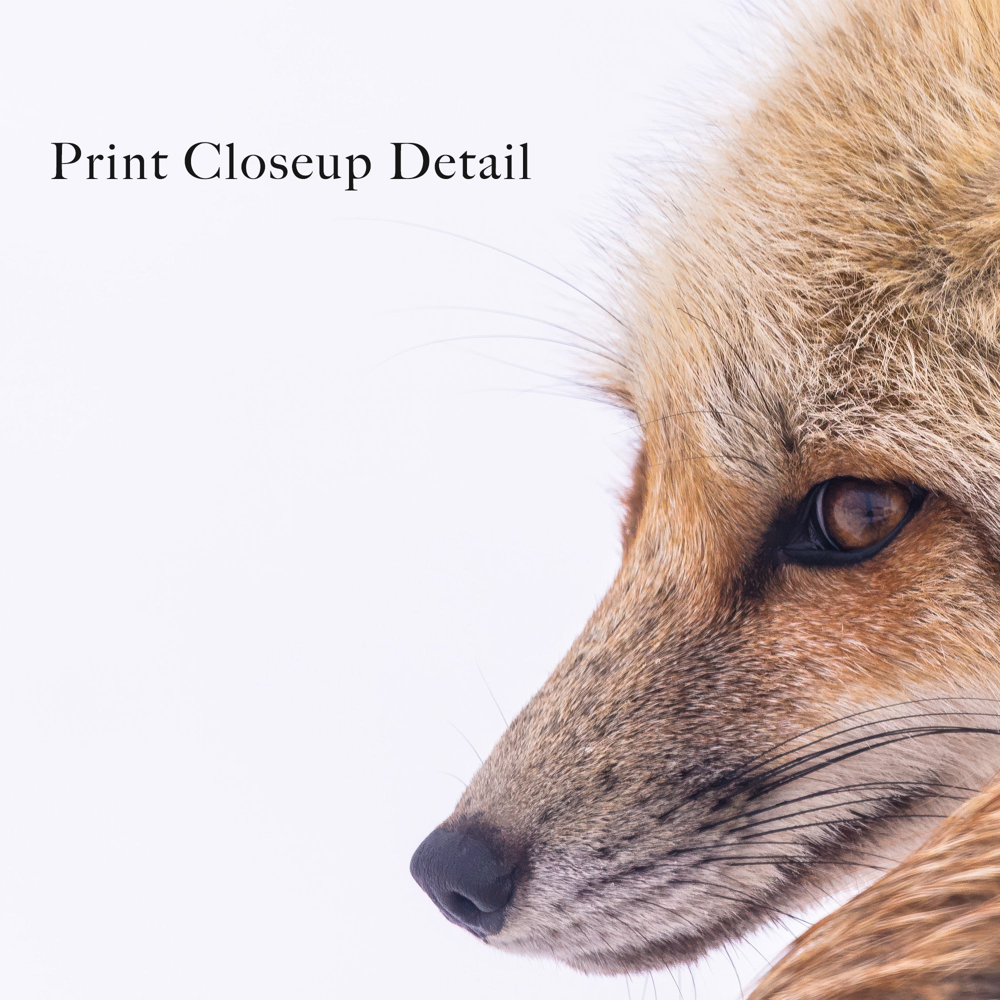 Fox in the Winter Snow: Wildlife Photograph - Western Art Print