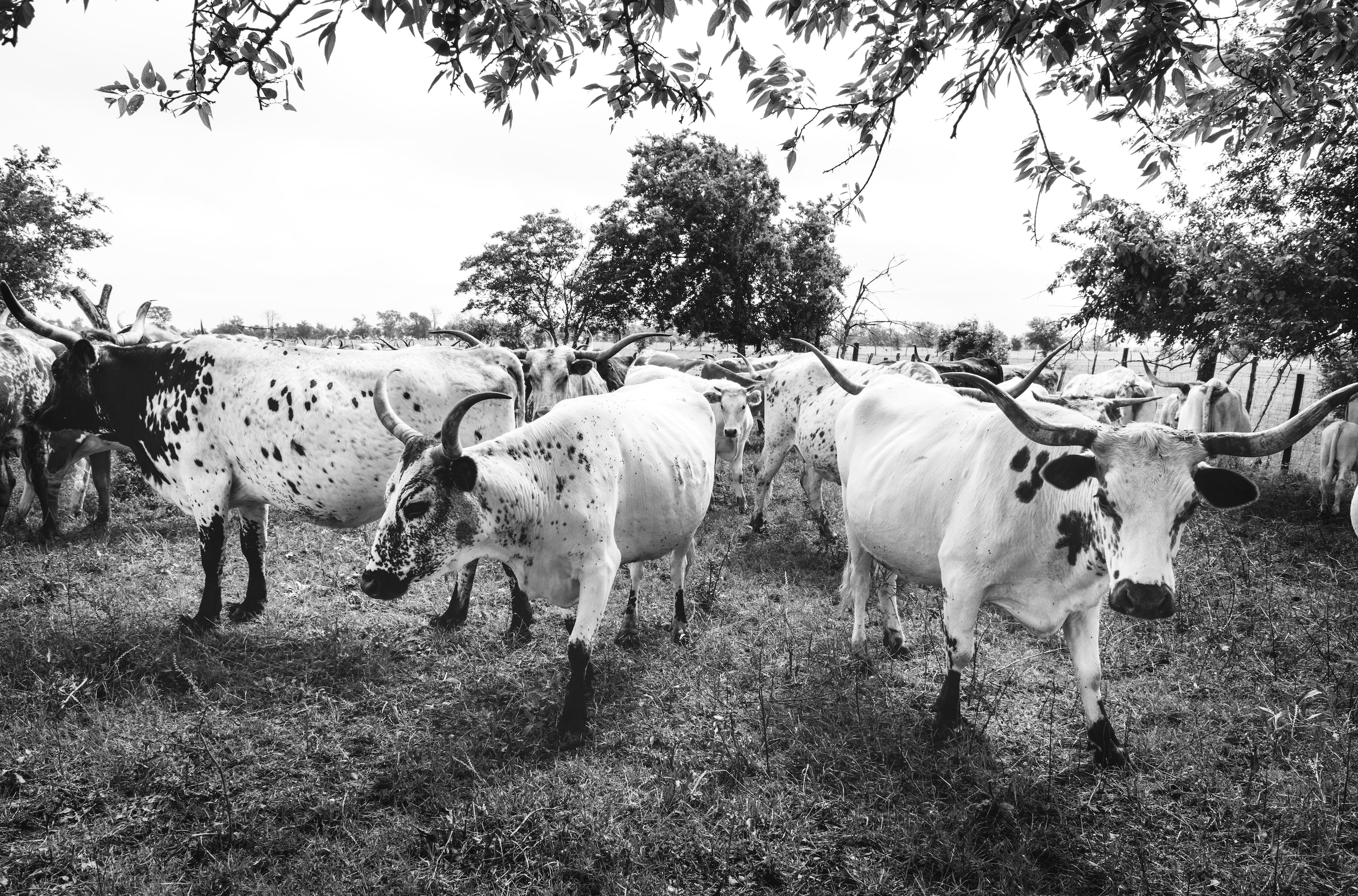 Book Notes - Cattle Kingdom: The Hidden History of the Cowboy West - Image of Longhorn Cattle