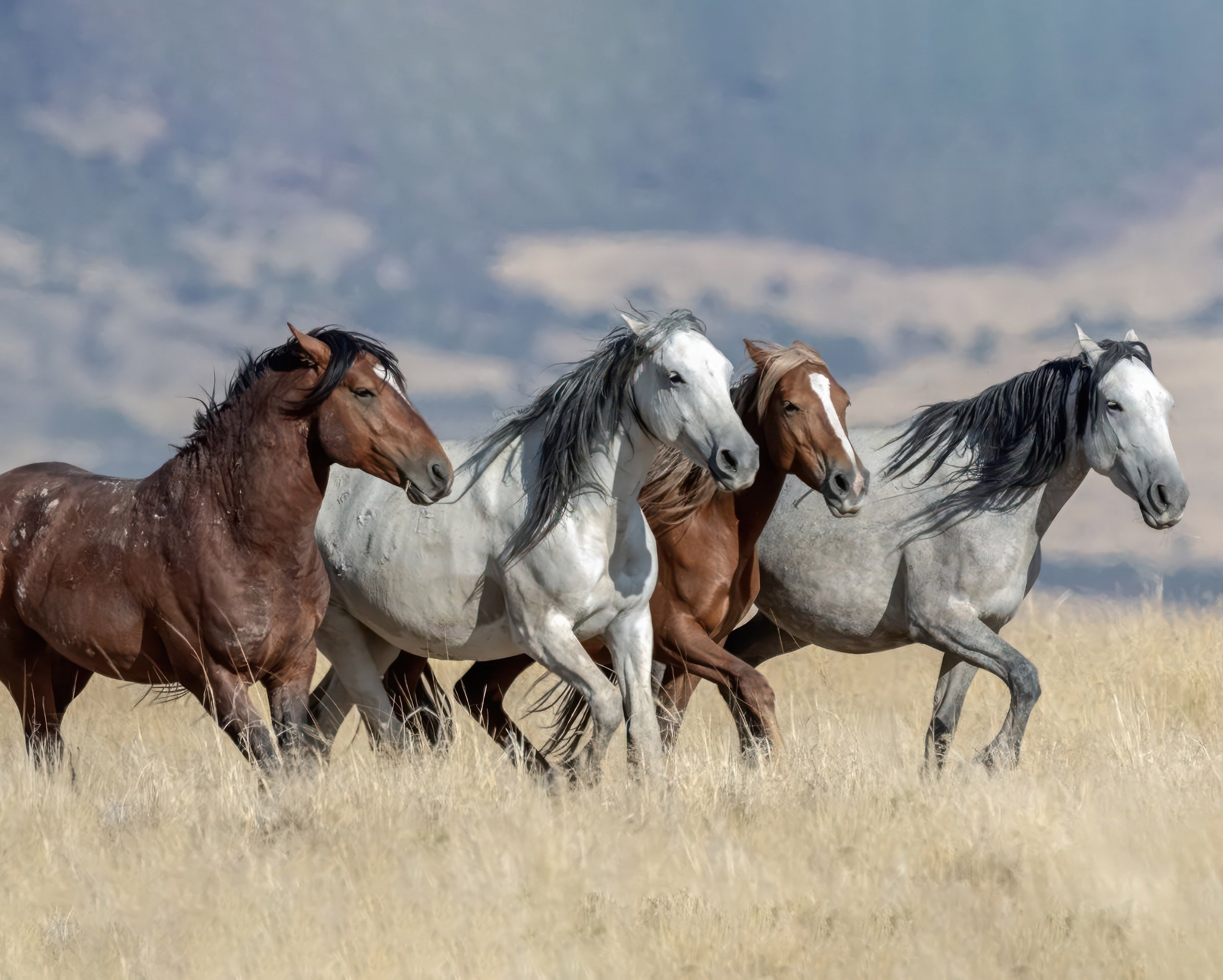 Real Life & Fictional Horses: 5 Books Worth Reading (Book Notes)