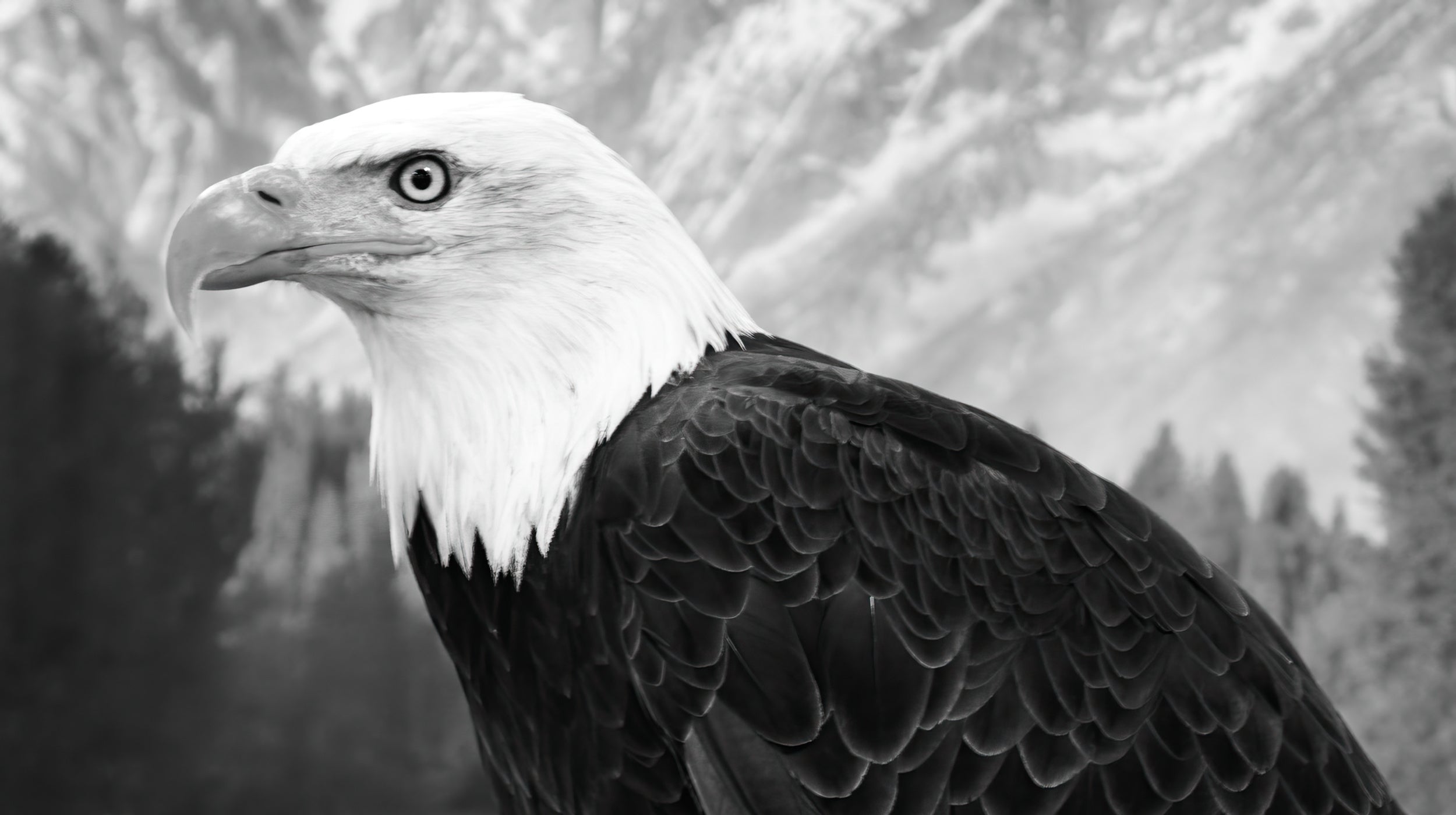 American Icon Eagle (Photography)