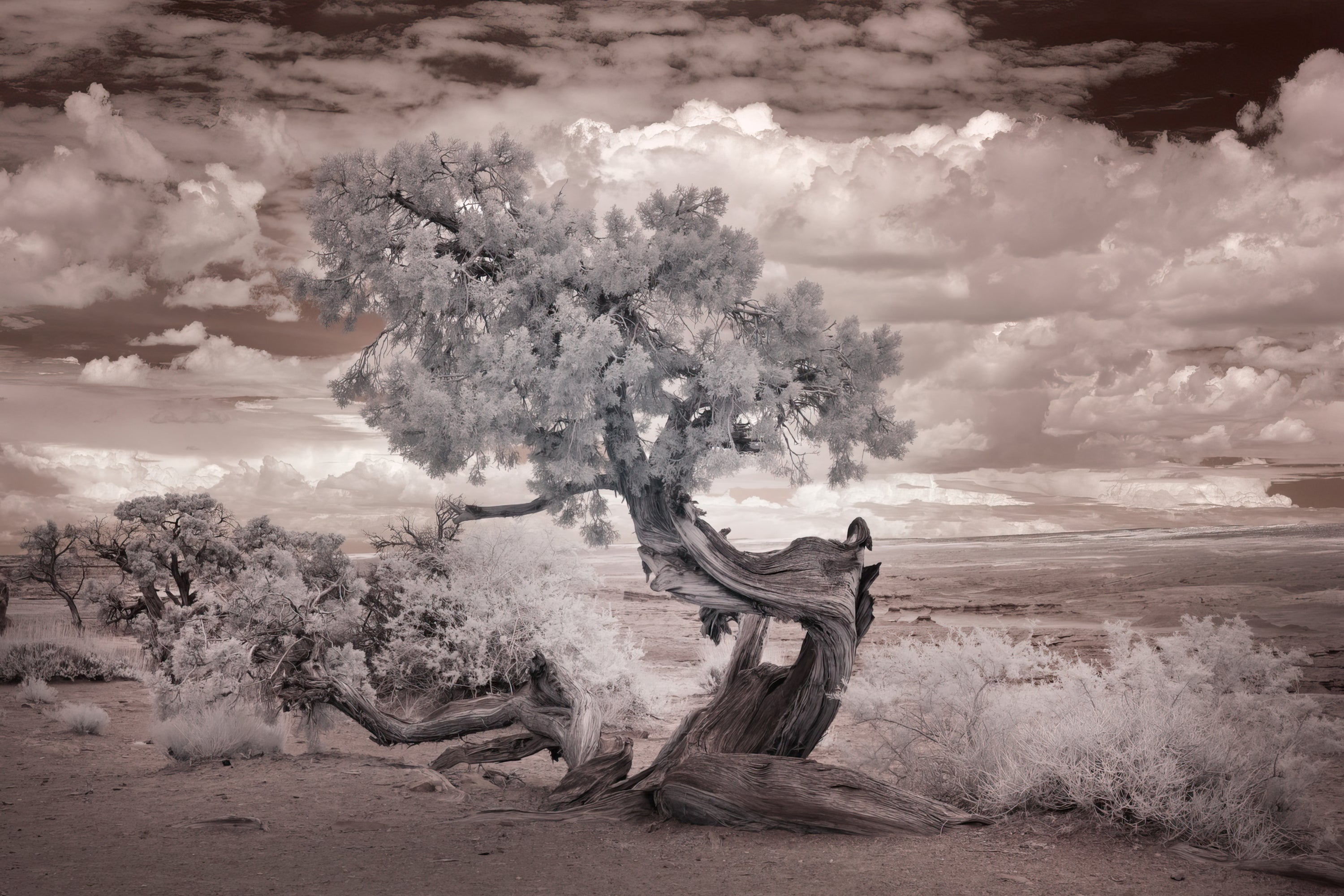 Salton Sea Tree (Photography)