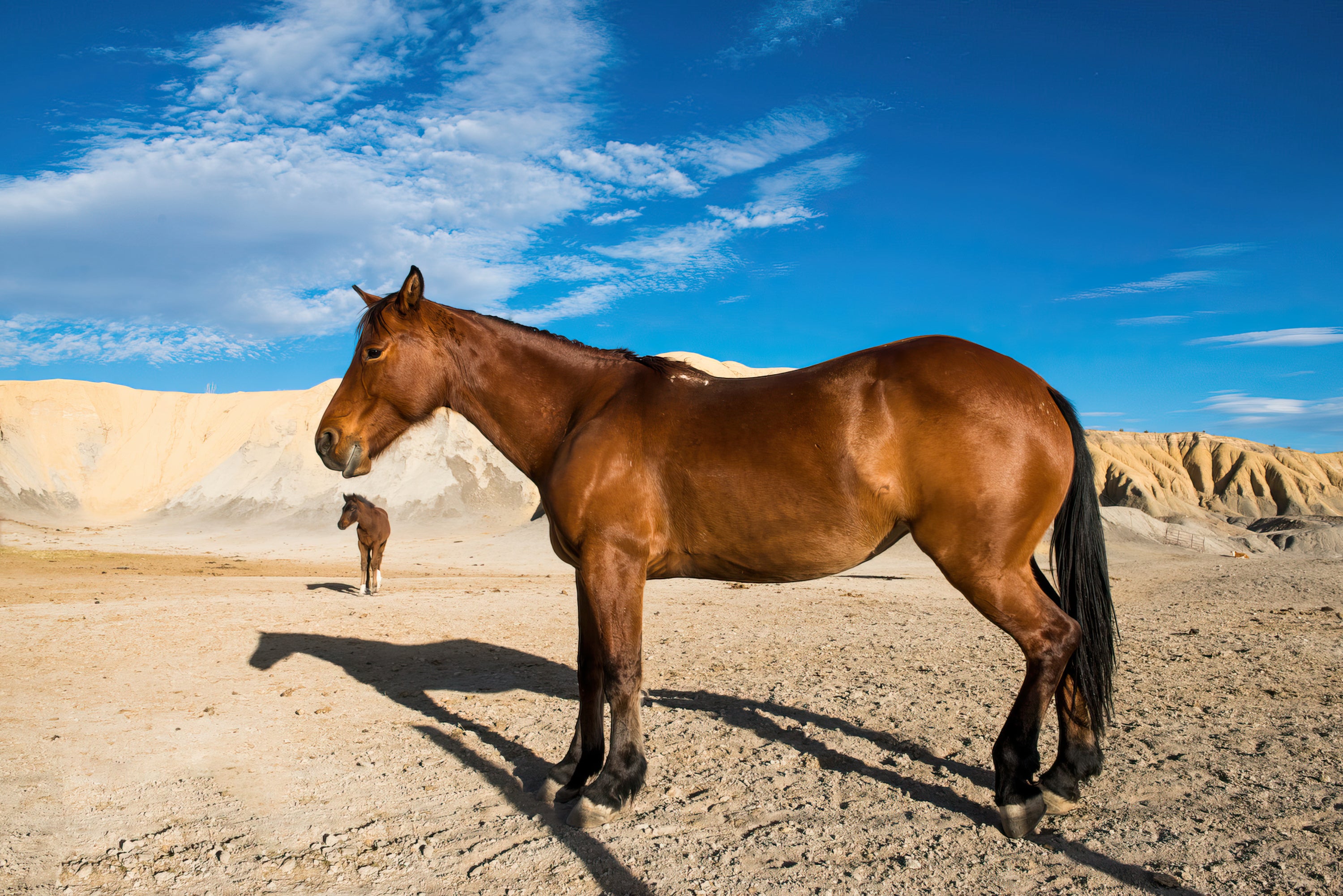 Trans-Pecos Horses (Photography)