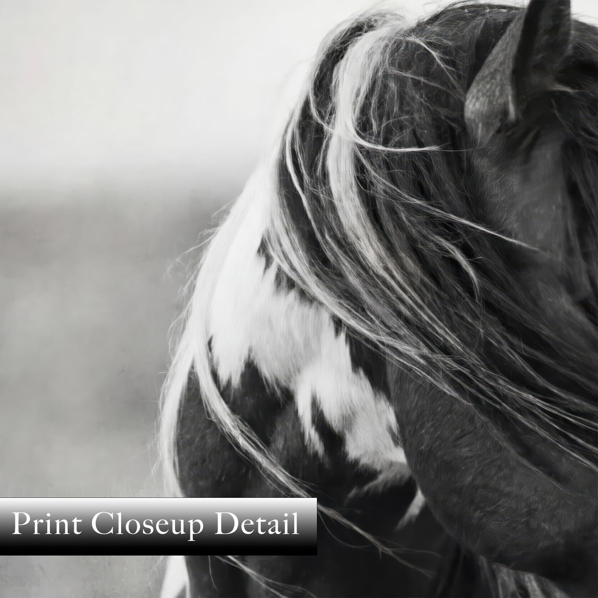 American Paint Horse: Western Black & White Photo Art Print
