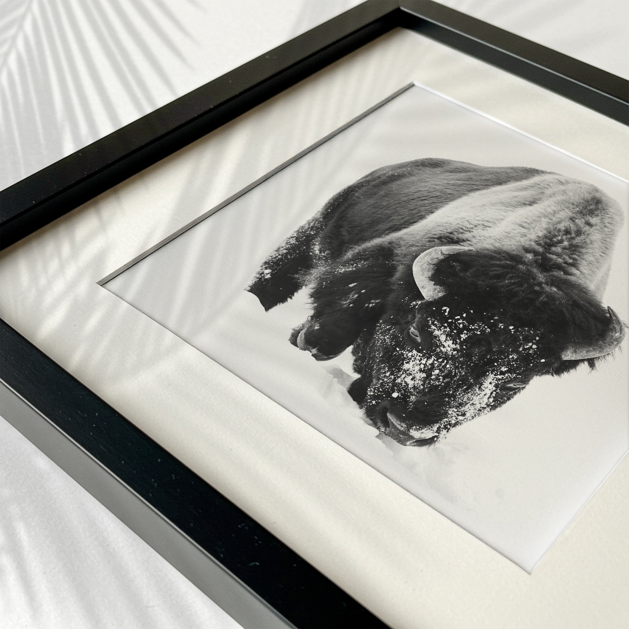 American Bison in the Winter Snow: Lone Buffalo - Black & White Photo Art Print