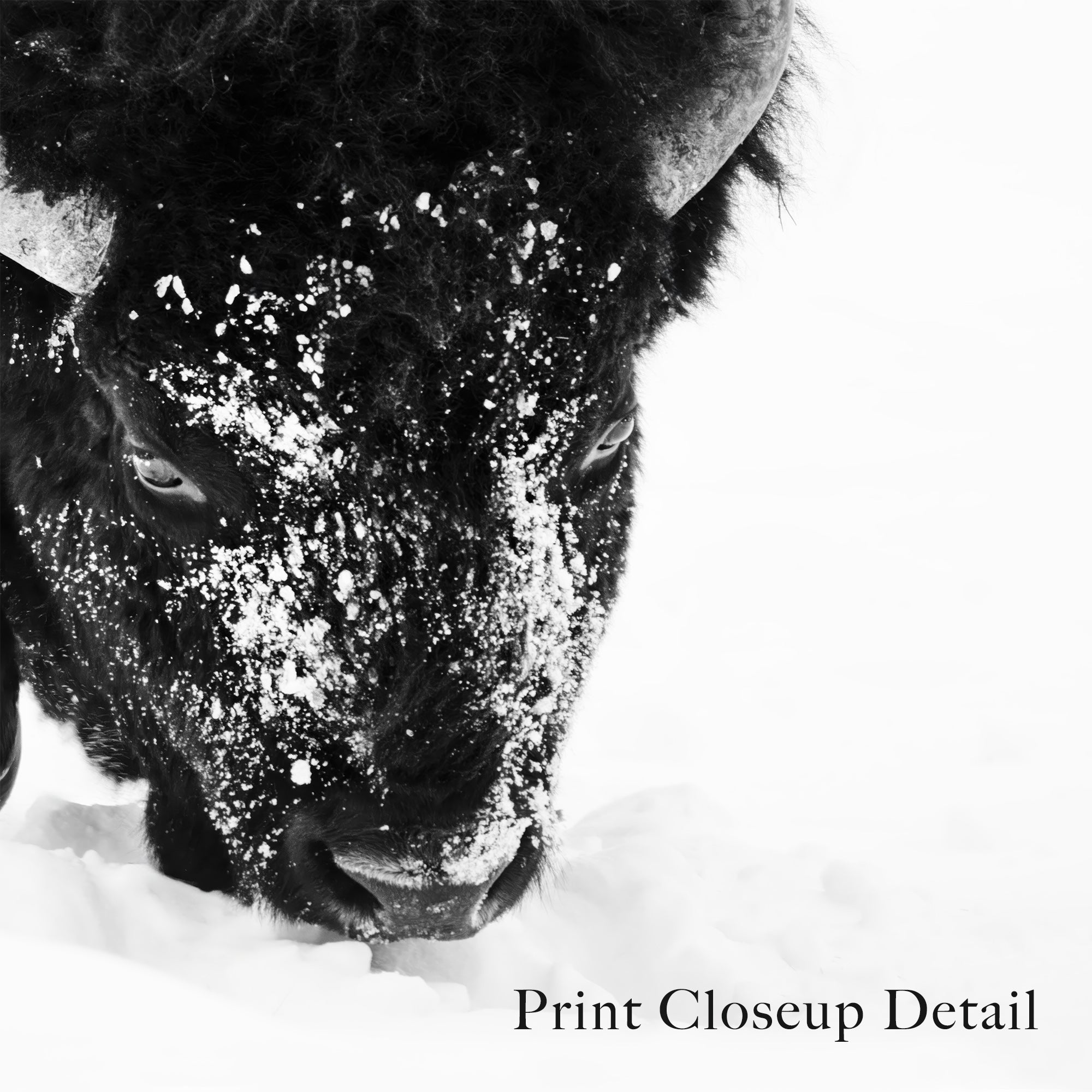 American Bison in the Winter Snow: Lone Buffalo - Black & White Photo Art Print