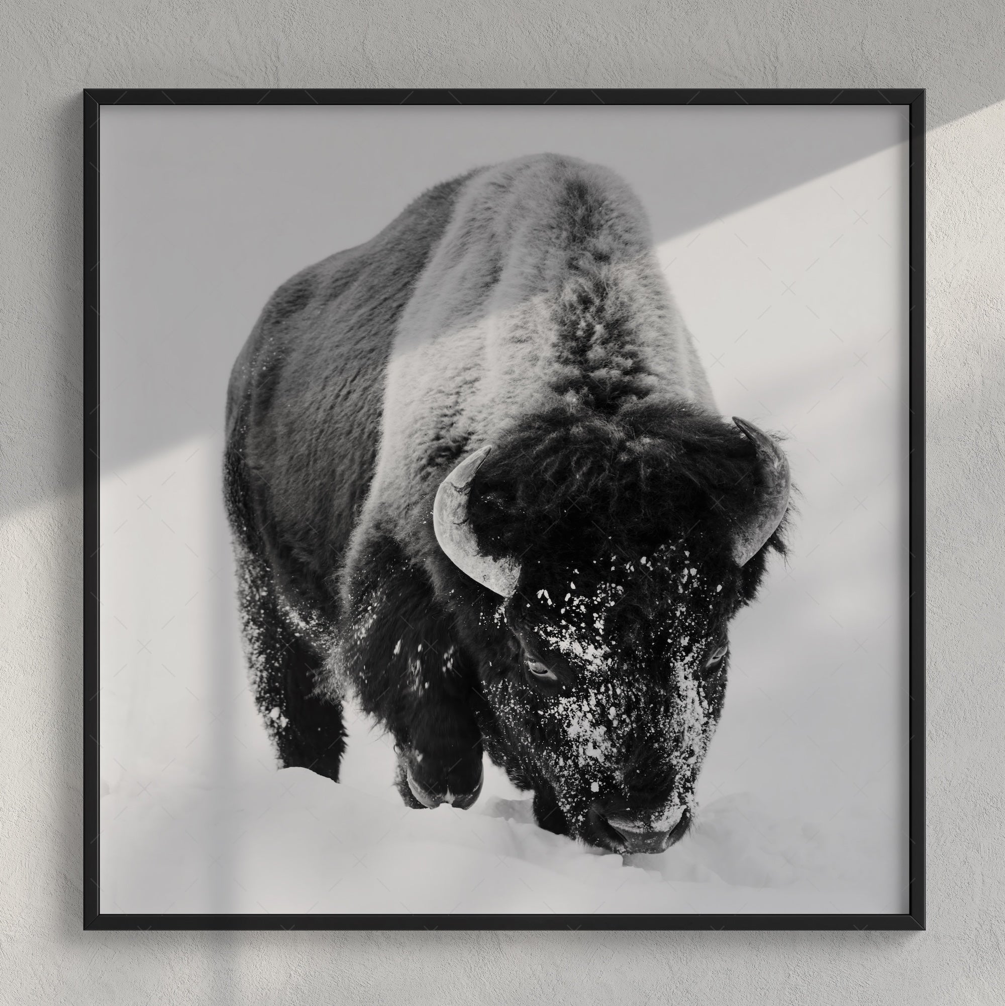 American Bison in the Winter Snow: Lone Buffalo - Black & White Photo Art Print