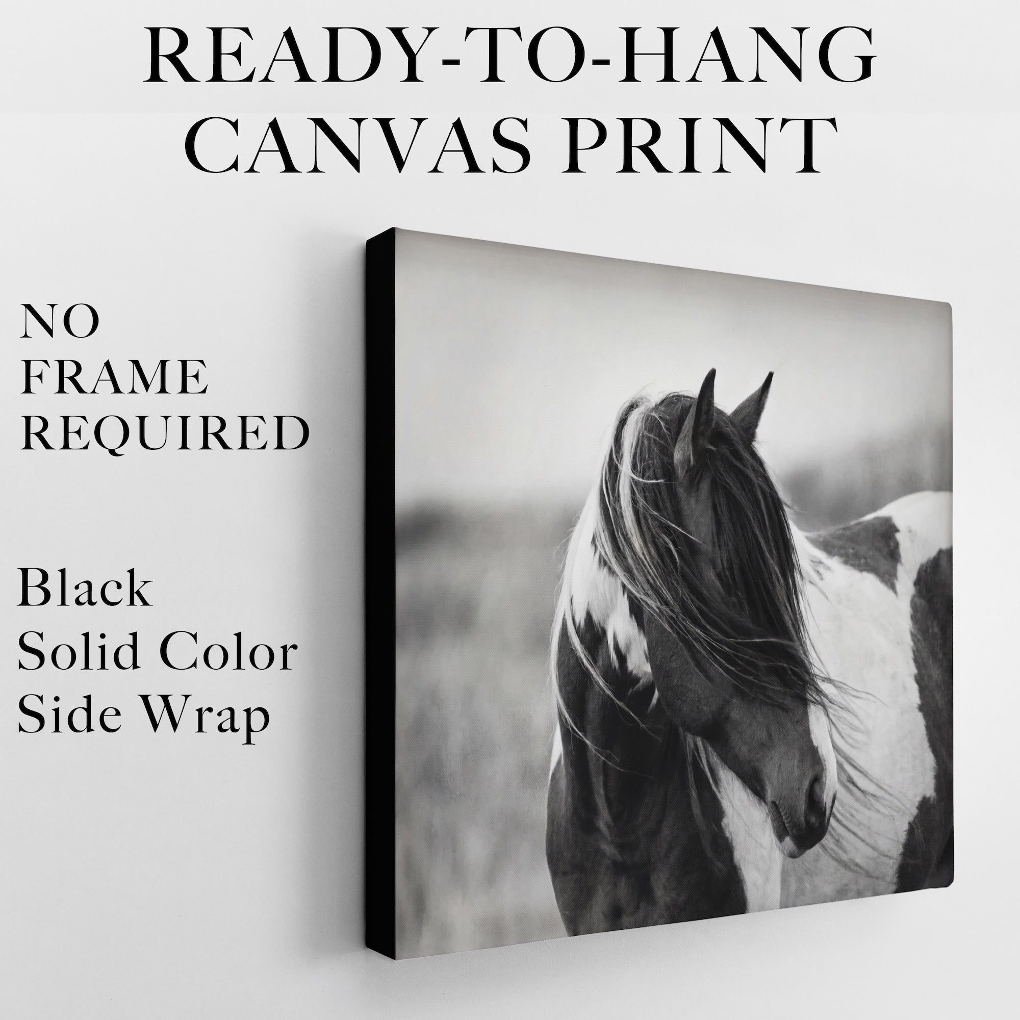 American Paint Horse: Western Black & White Art Print