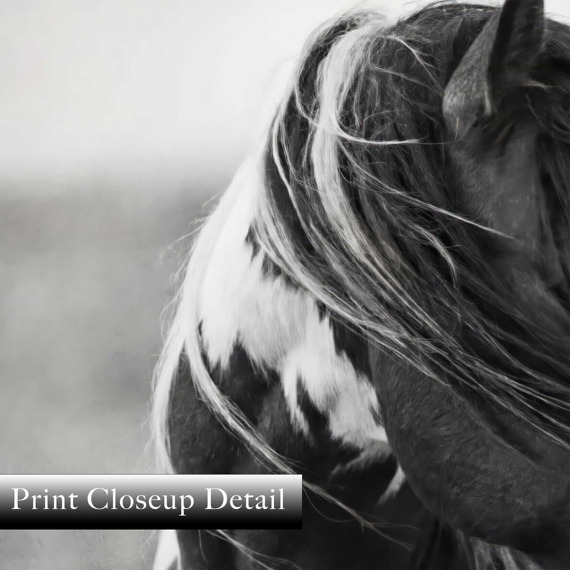 American Paint Horse: Western Black & White Art Print