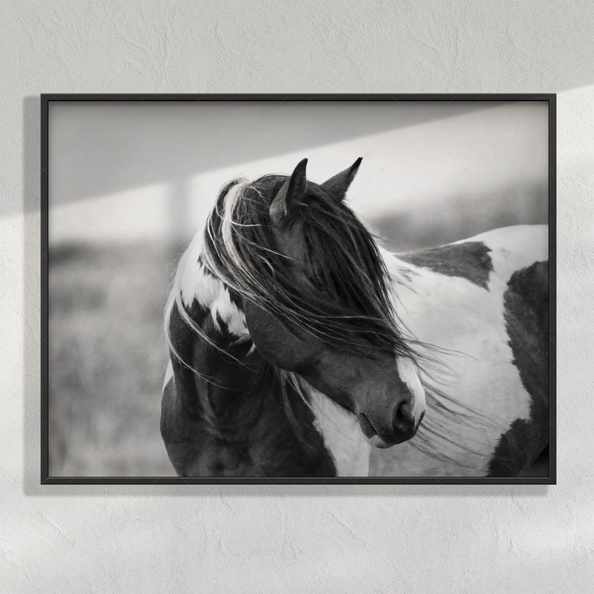 American Paint Horse: Western Black & White Art Print