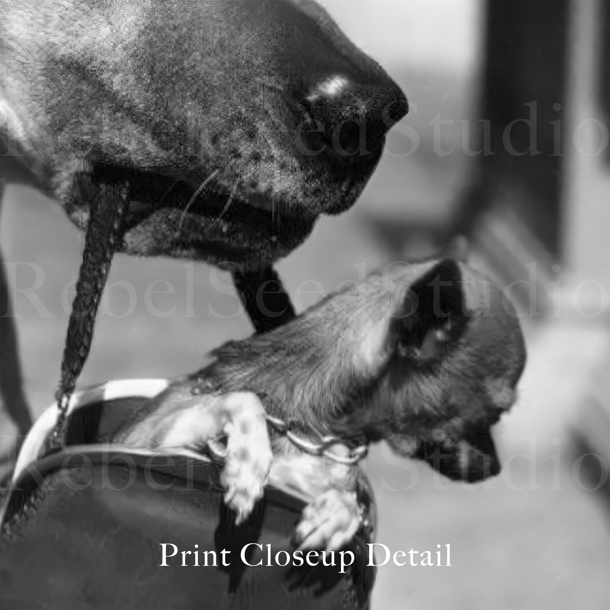 Great Dane and a Tiny Chihuahua Dog in a Purse - Funny Vintage Black & White Photograph (Art Print)