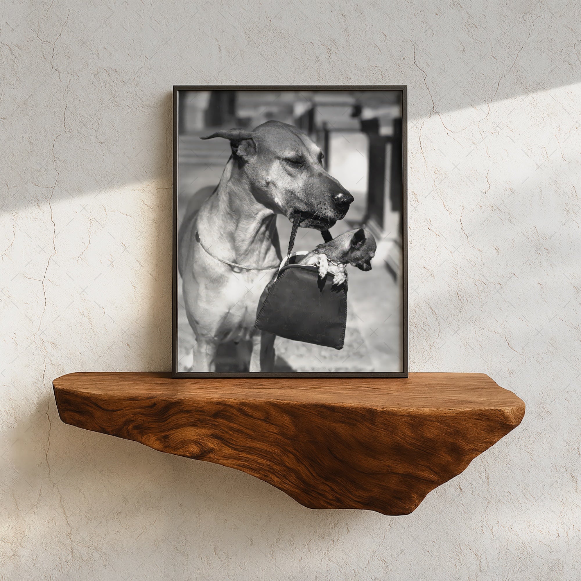 Great Dane and a Tiny Chihuahua Dog in a Purse - Funny Vintage Black & White Photograph (Art Print)