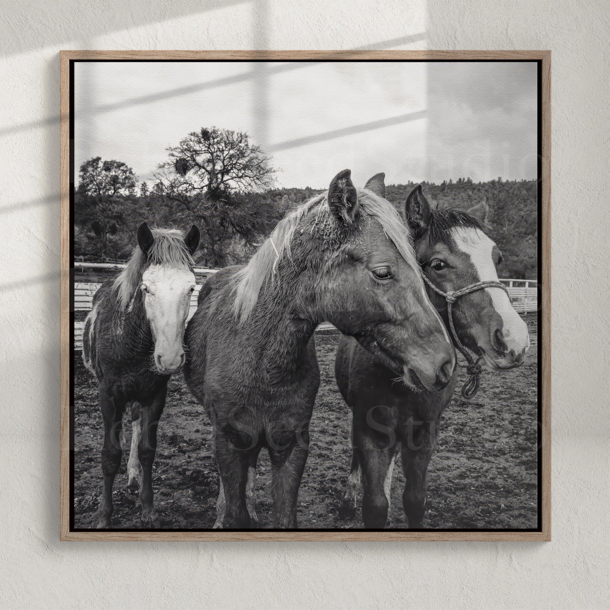 Corral Horses: Western Black & White Photograph (Art Print)