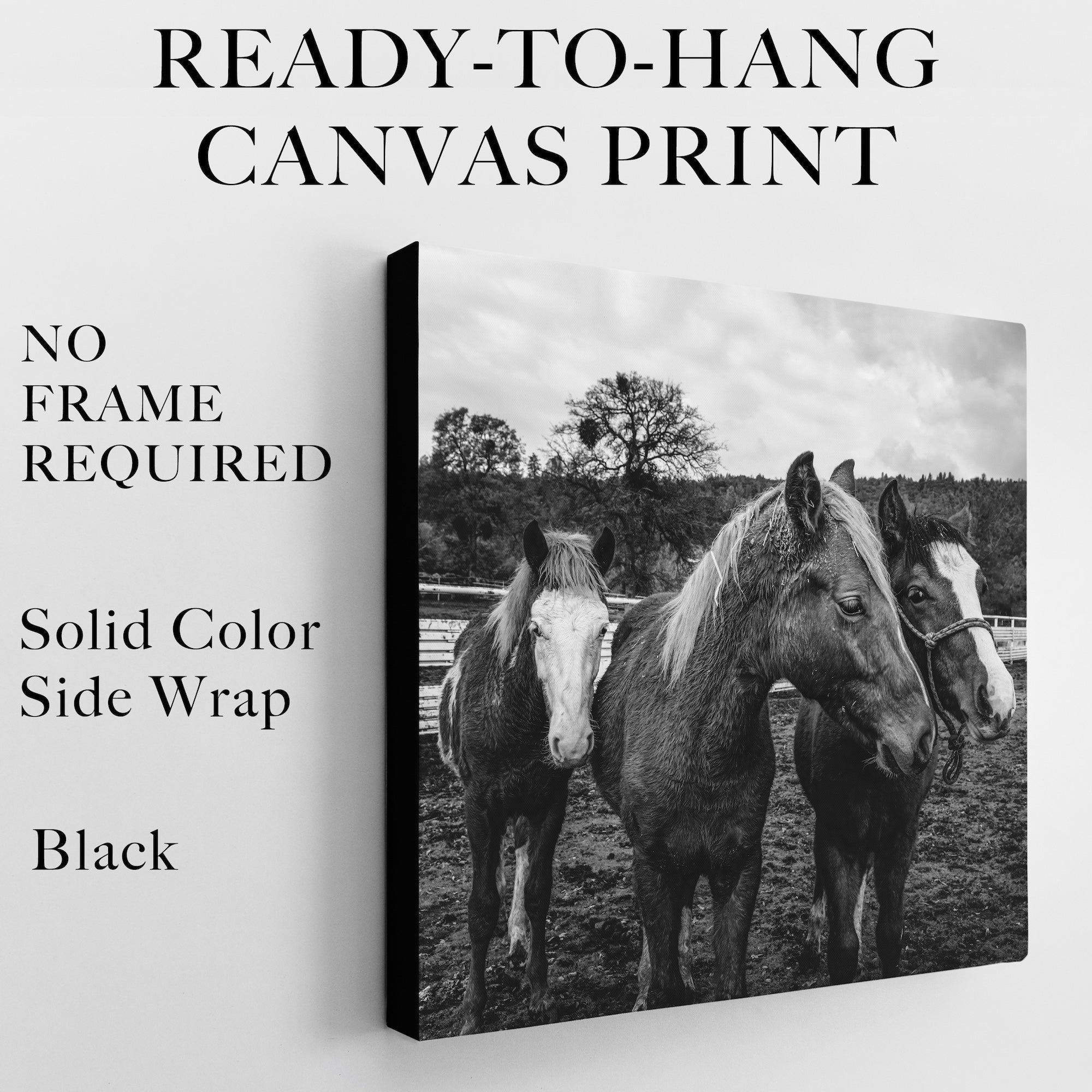 Corral Horses: Western Black & White Photograph (Art Print)