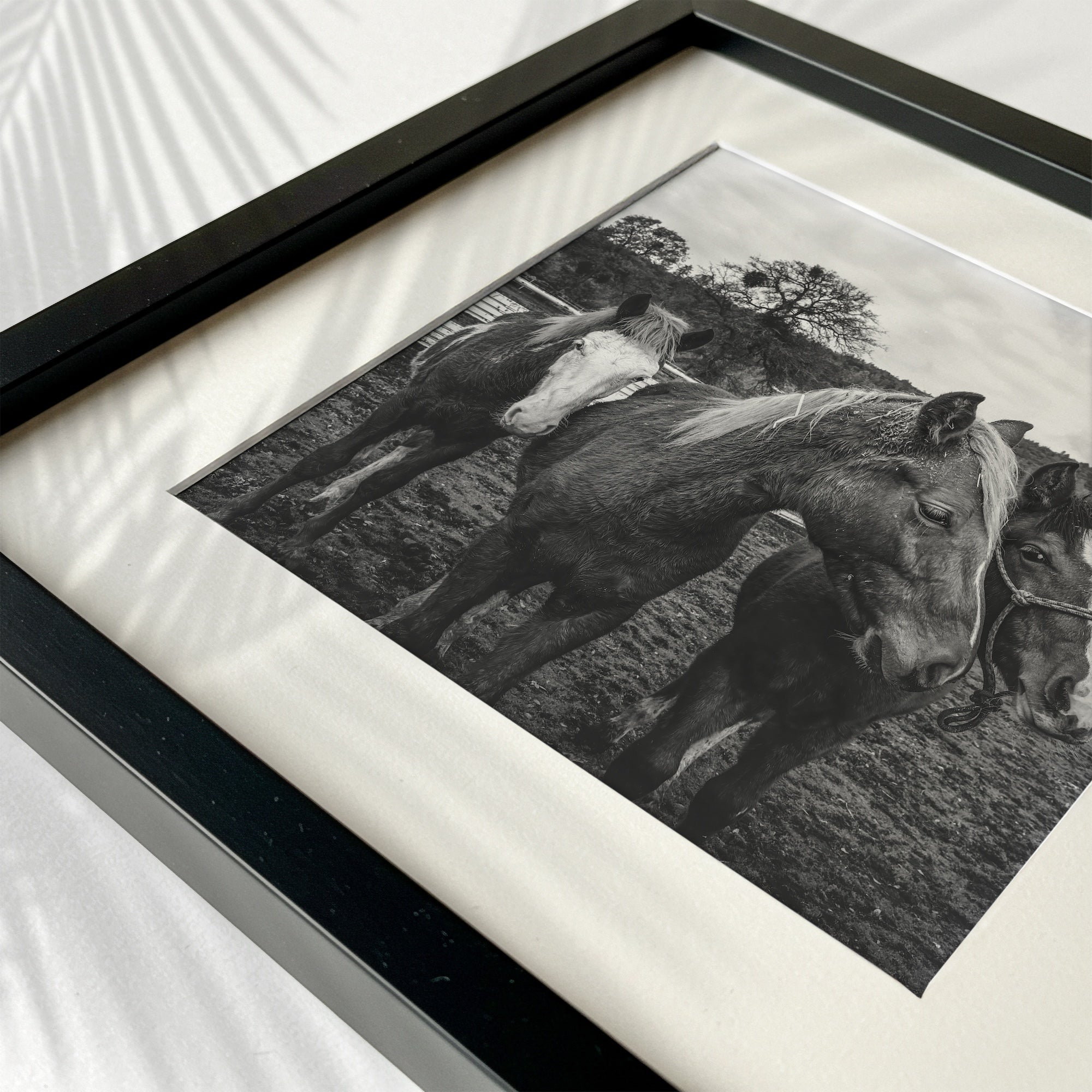 Corral Horses: Western Black & White Photograph (Art Print)