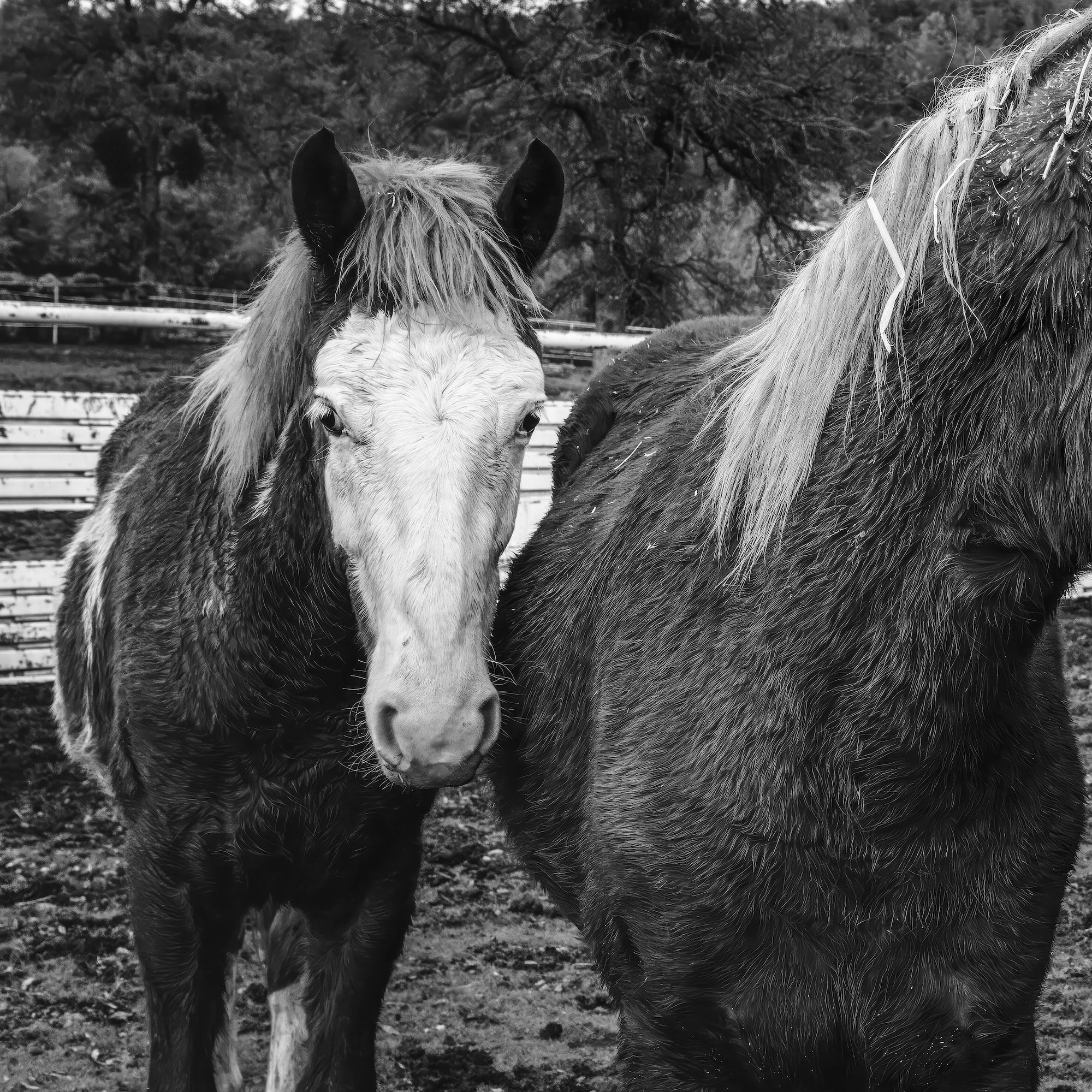 Corral Horses: Western Black & White Photograph (Art Print)