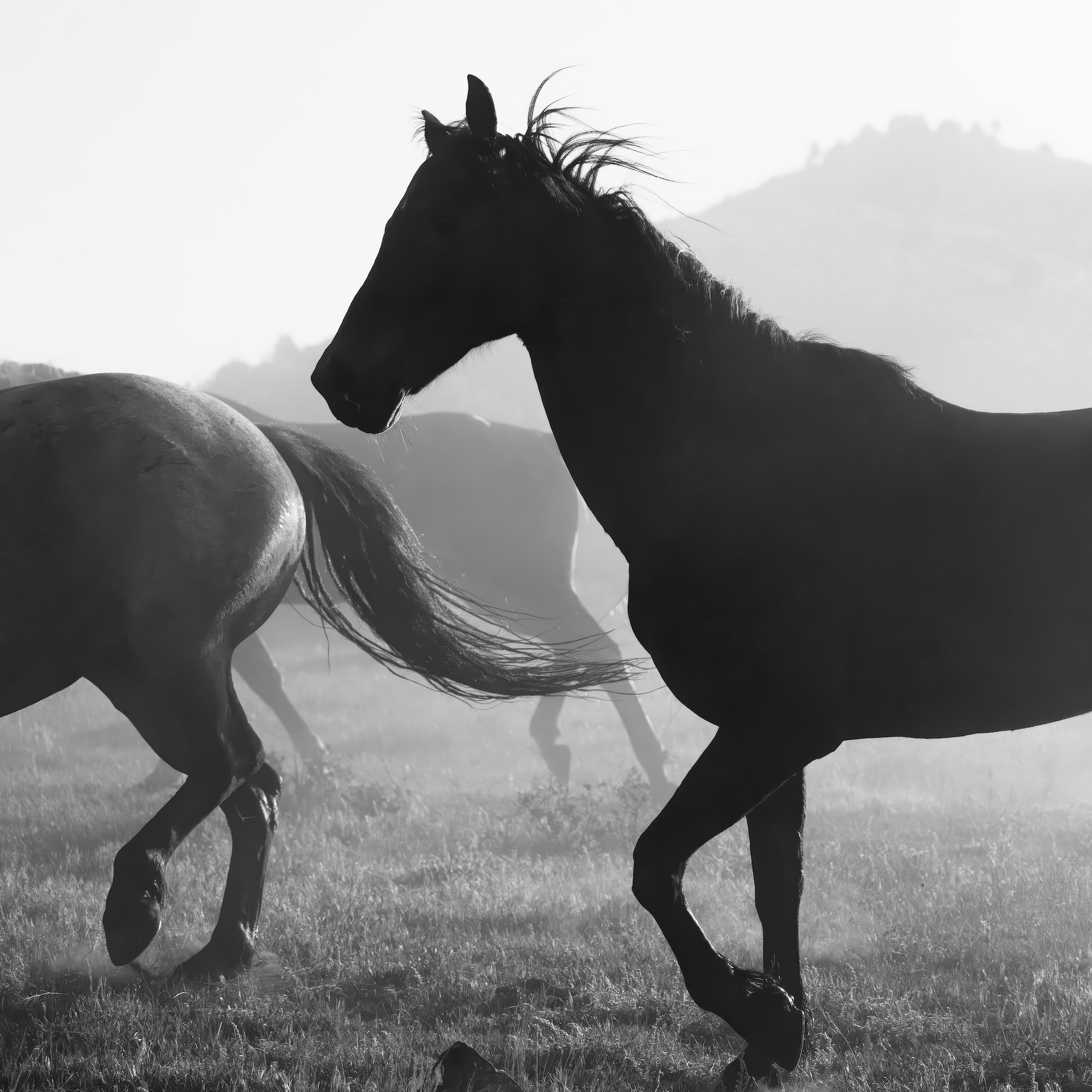 Corral Horses Round Up: Western Black & White Photograph (Art Print)