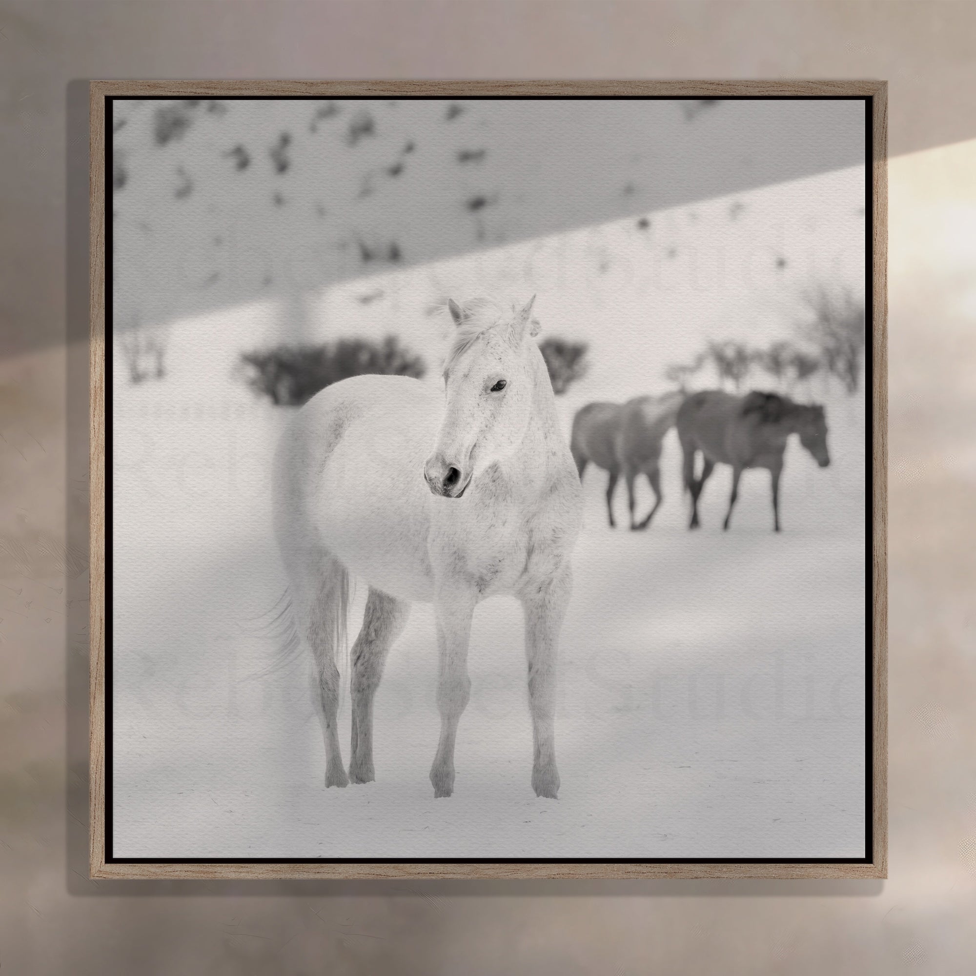 Curious Snow Horse: Western Photograph (Ready-to-Hang Canvas or Ready-to-Frame Fine Art Poster Print)