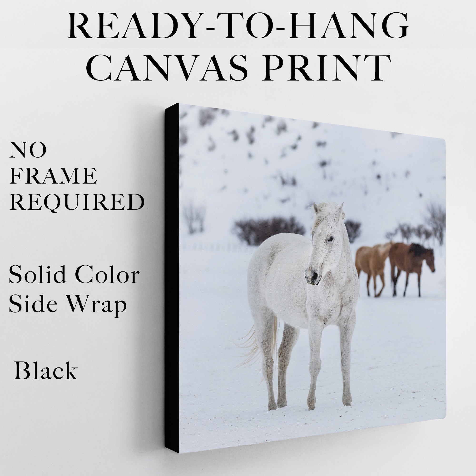 Curious Snow Horse: Western Photograph (Ready-to-Hang Canvas or Ready-to-Frame Fine Art Poster Print)
