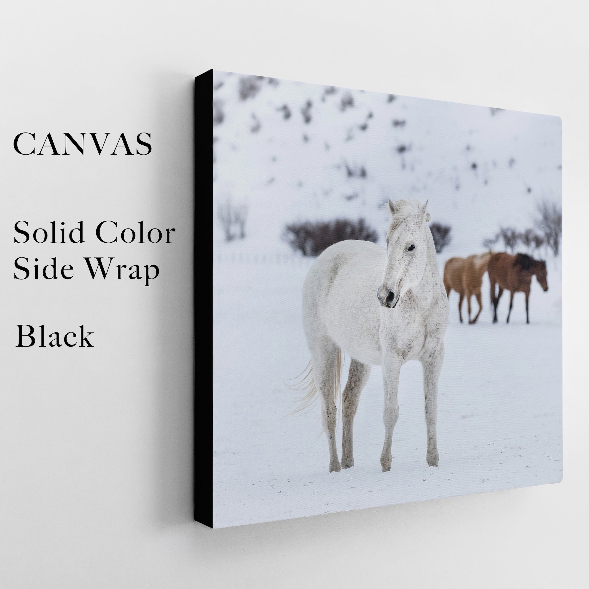 Curious Snow Horse | Western Photograph (Art Print)