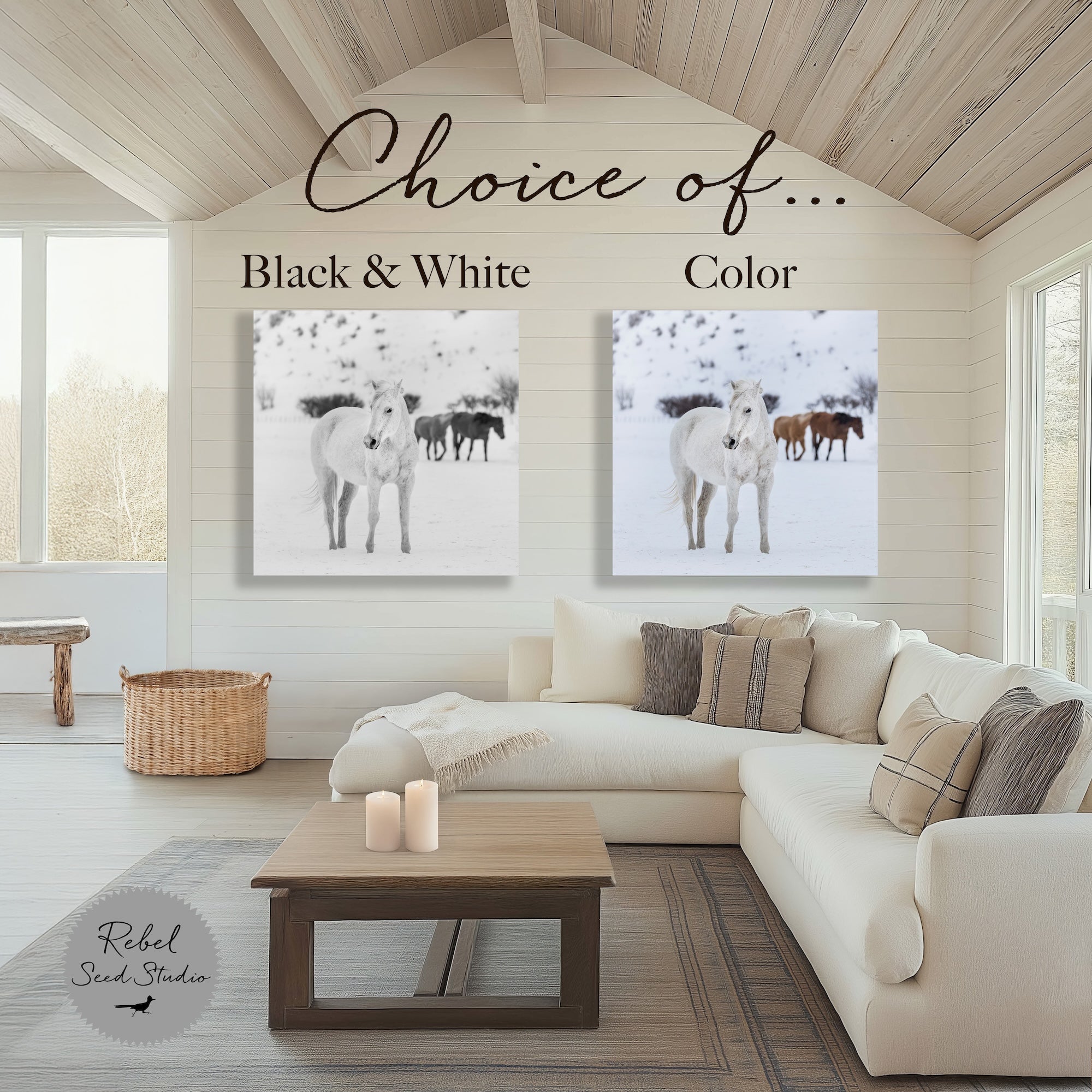 Curious Snow Horse | Western Photograph (Art Print)