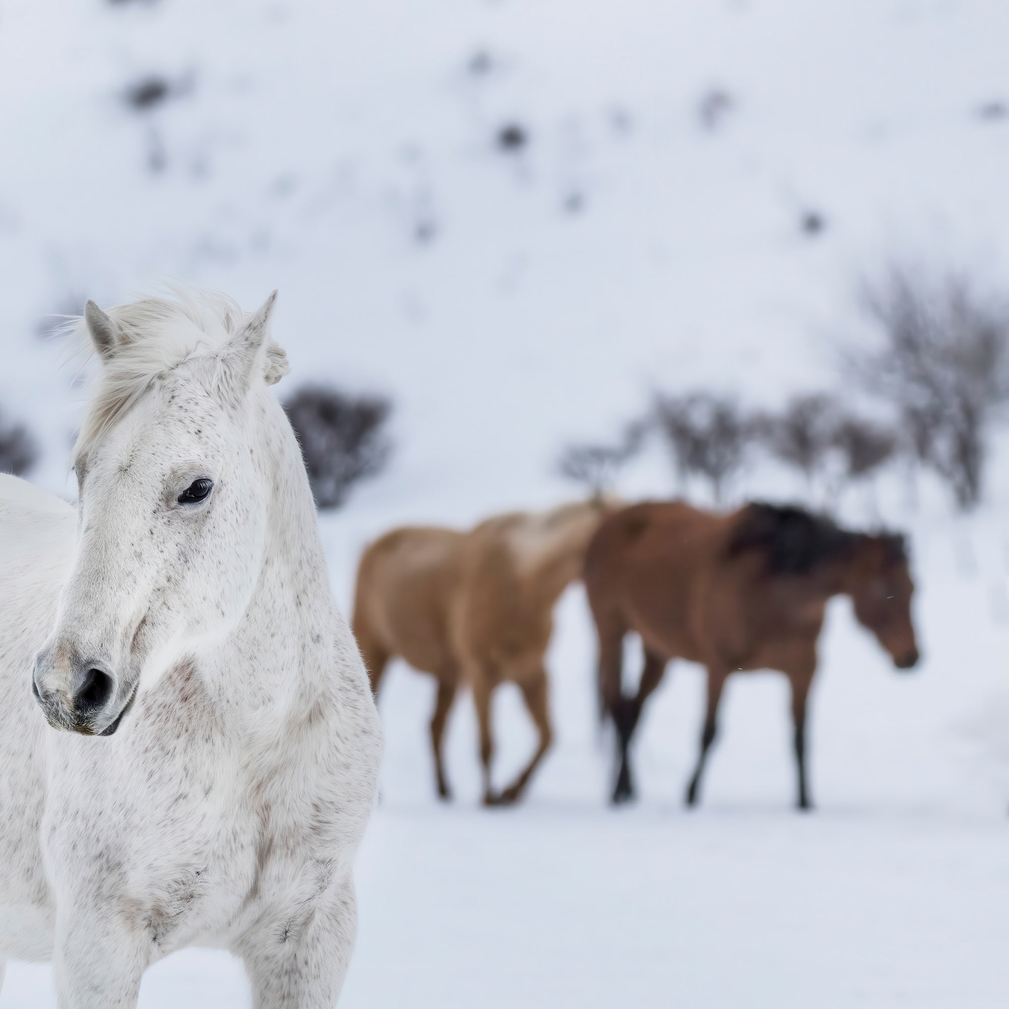 Curious Snow Horse: Whimsical Western Photograph (Art Print)