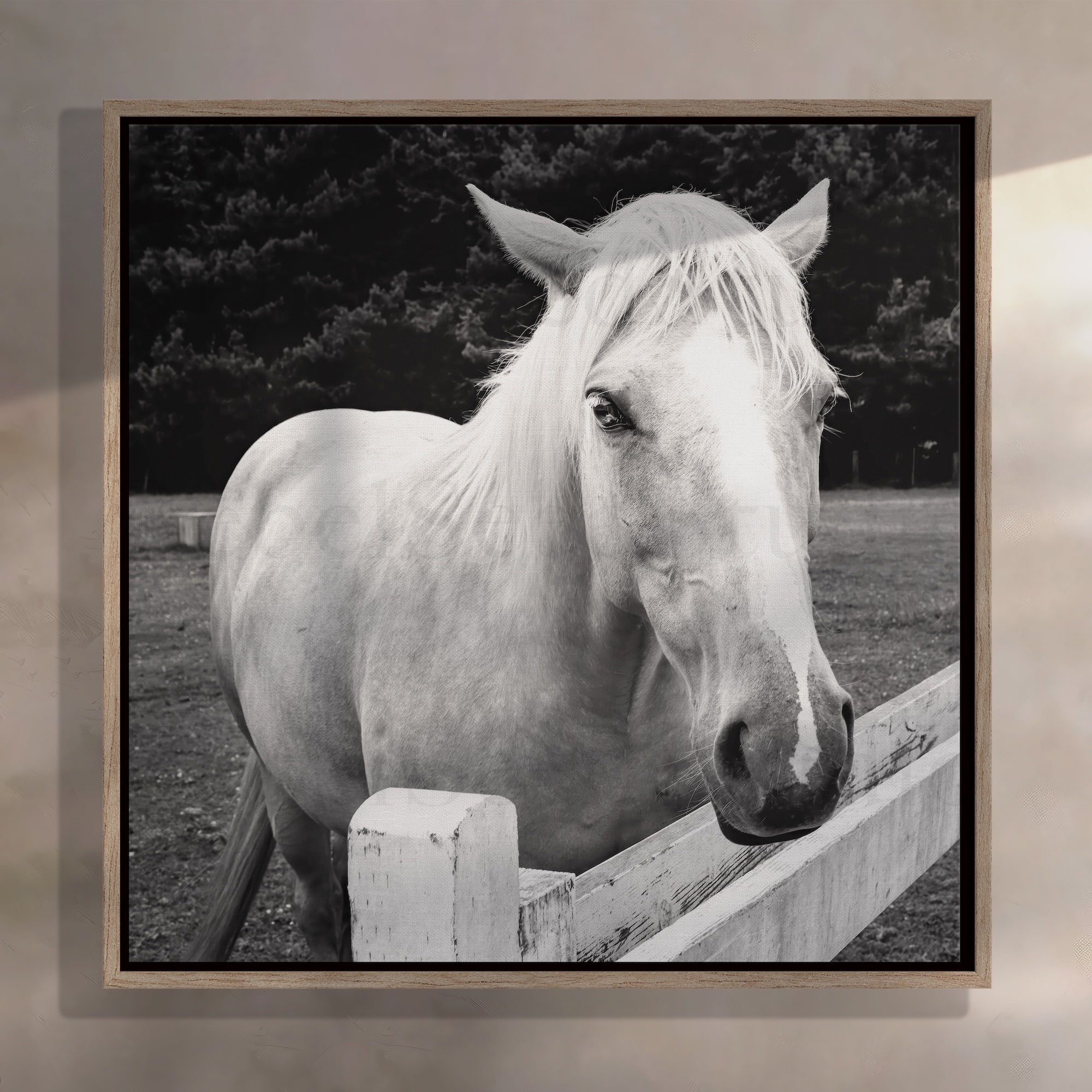 Timid Palomino Horse: Western Black & White Photograph (Ready-to-Hang Canvas or Ready-to-Frame Fine Art Poster Print)