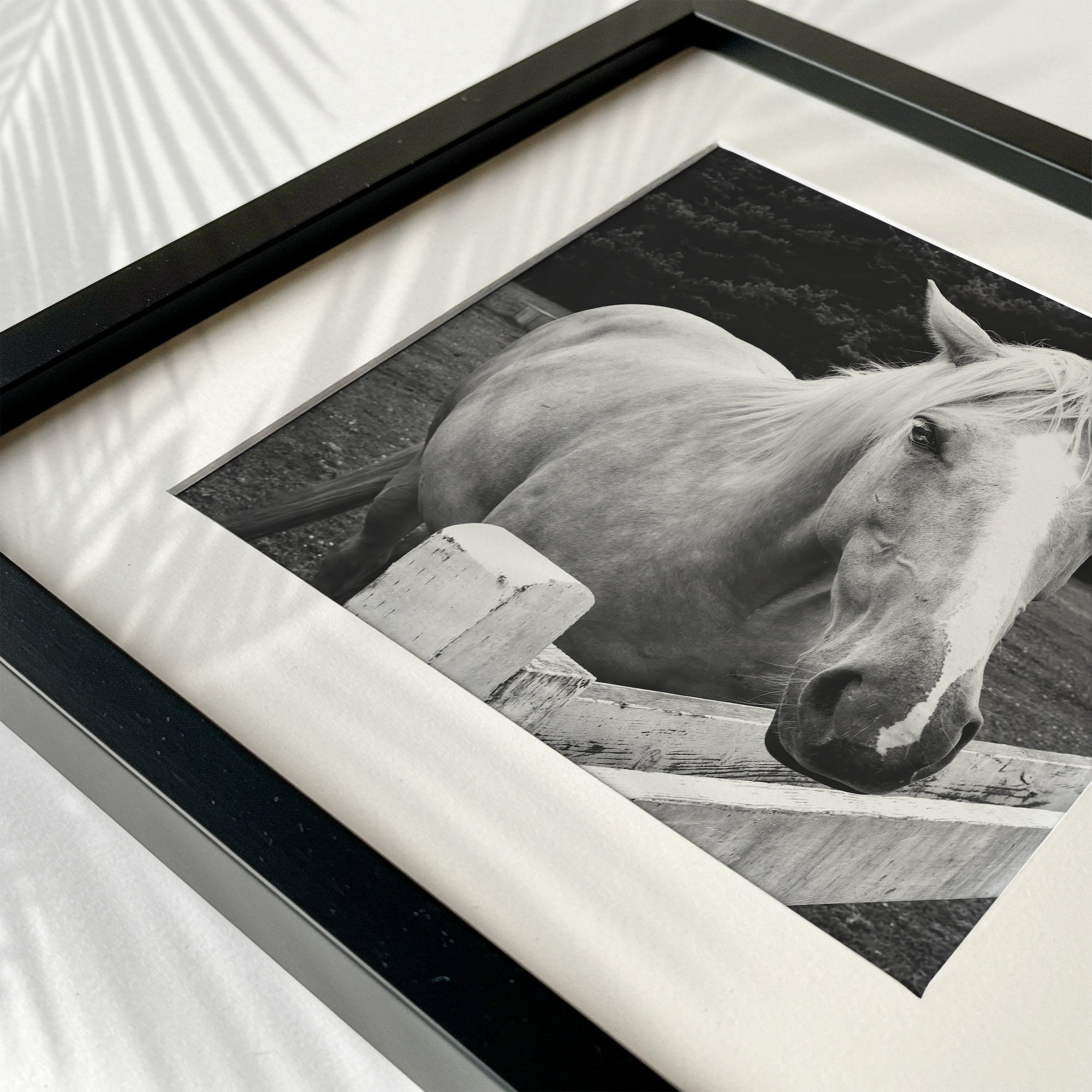 Timid Palomino Horse: Western Black & White Photograph (Art Print)