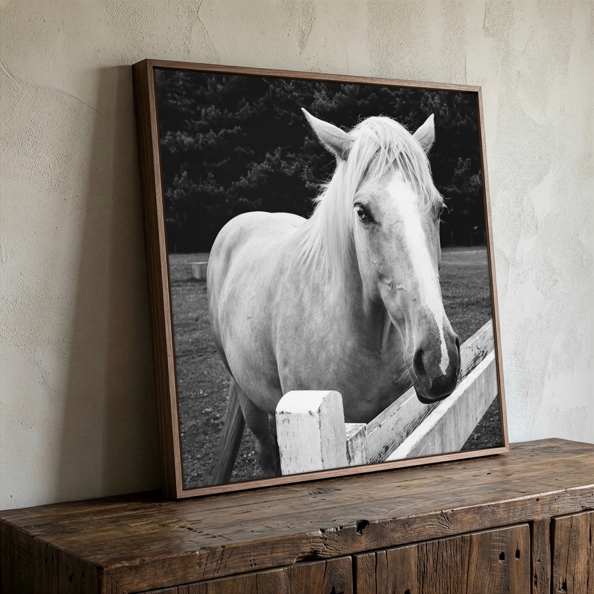 Timid Palomino Horse: Western Black & White Photograph (Art Print)