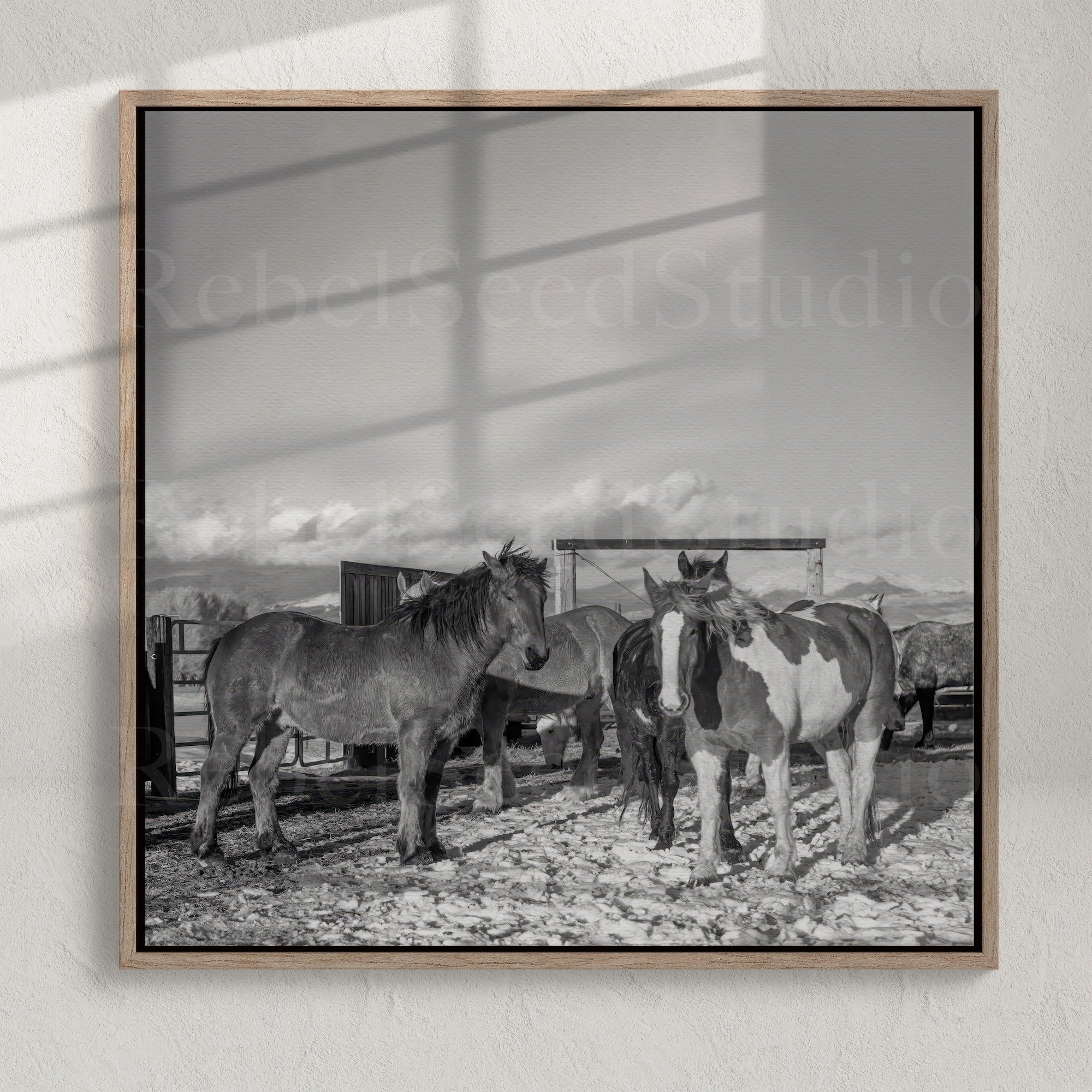 Winter Corral Horses: Western Black & White Photo (Art Print)