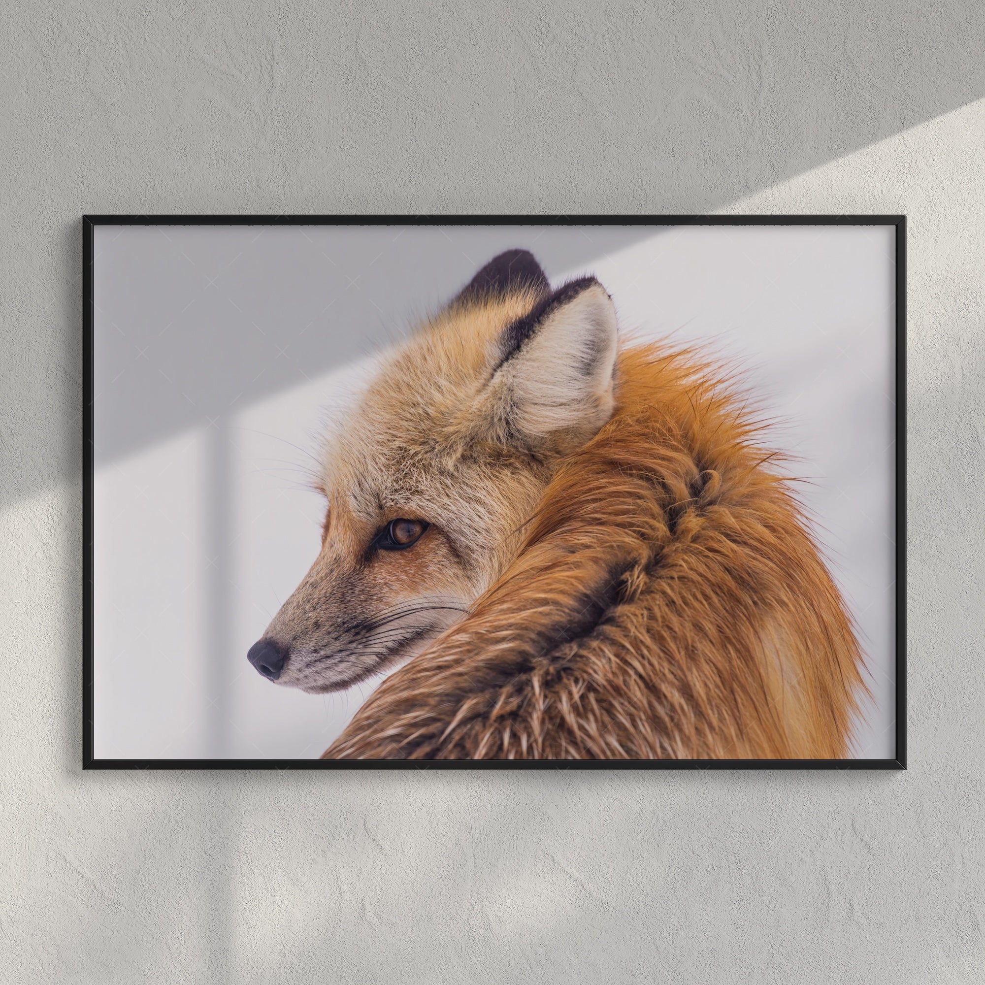 Fox in the Winter Snow: Wildlife Photograph - Western Art Print